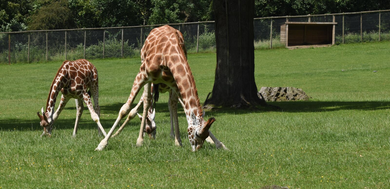 Nikon D5600 sample photo. Giraffes, mother, young photography