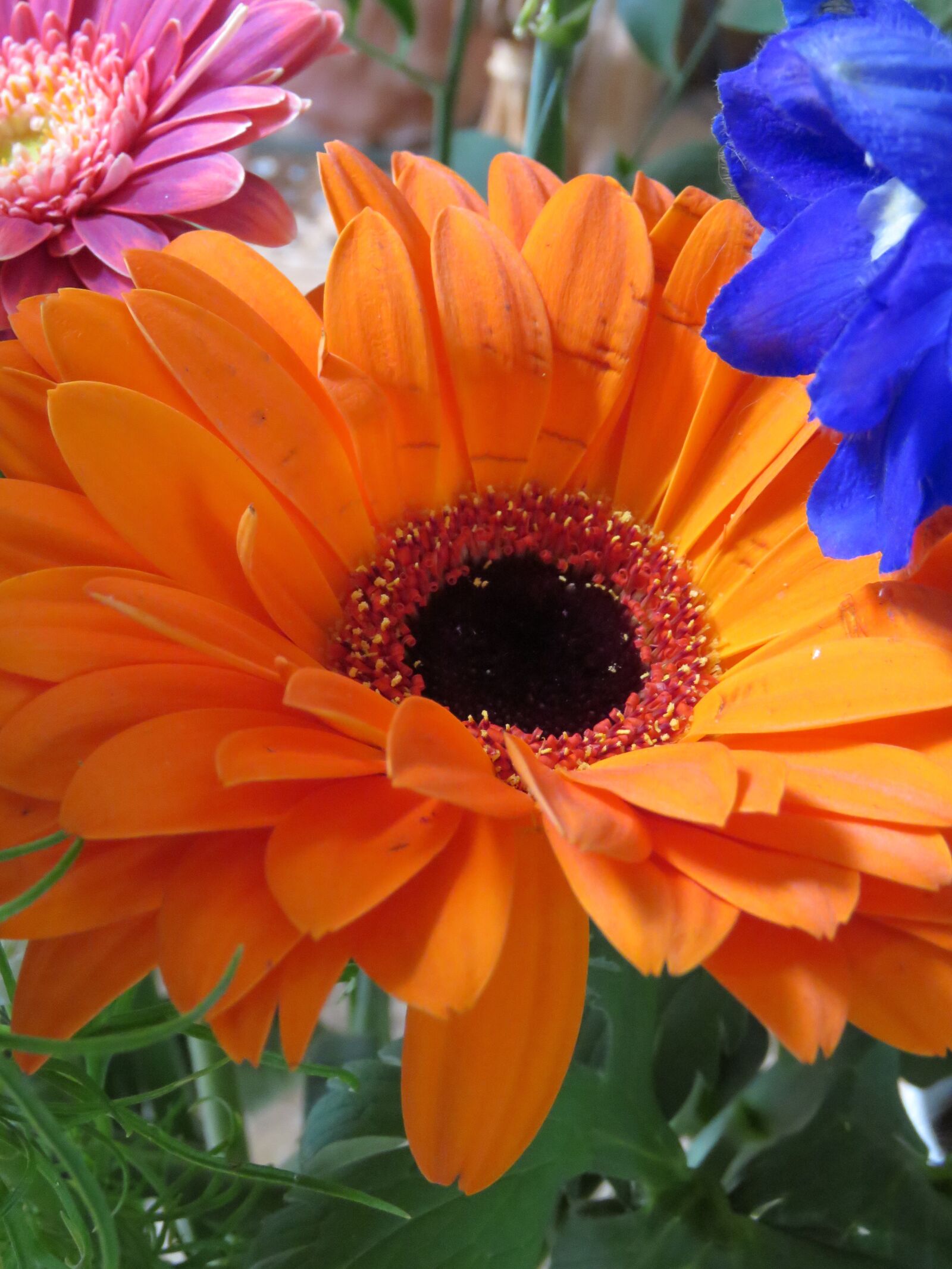 Canon PowerShot SX60 HS sample photo. Gerbera, orange, flower photography