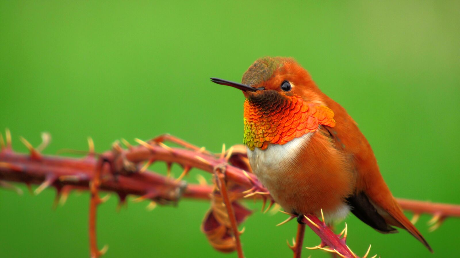 Canon PowerShot SX530 HS sample photo. Rufous, bird, humming photography