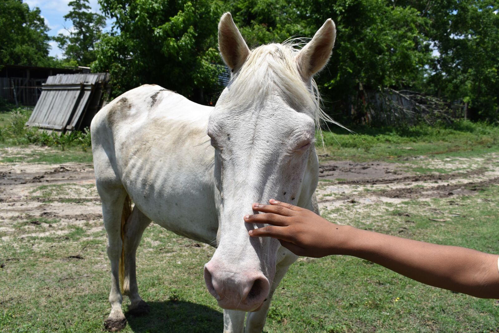 Nikon D3500 sample photo. Albino, horse, ranch photography