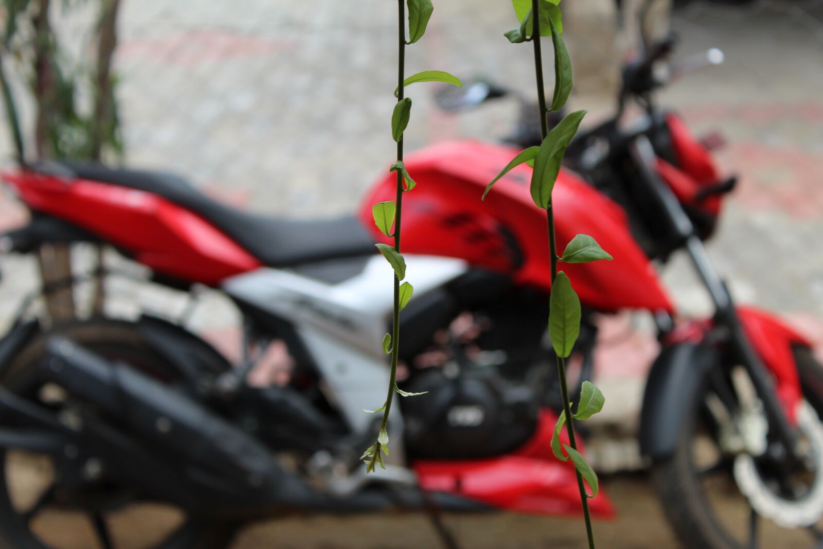 Canon EOS 1300D (EOS Rebel T6 / EOS Kiss X80) + Canon EF-S 18-55mm F3.5-5.6 IS II sample photo. Bike, leaves, nature photography