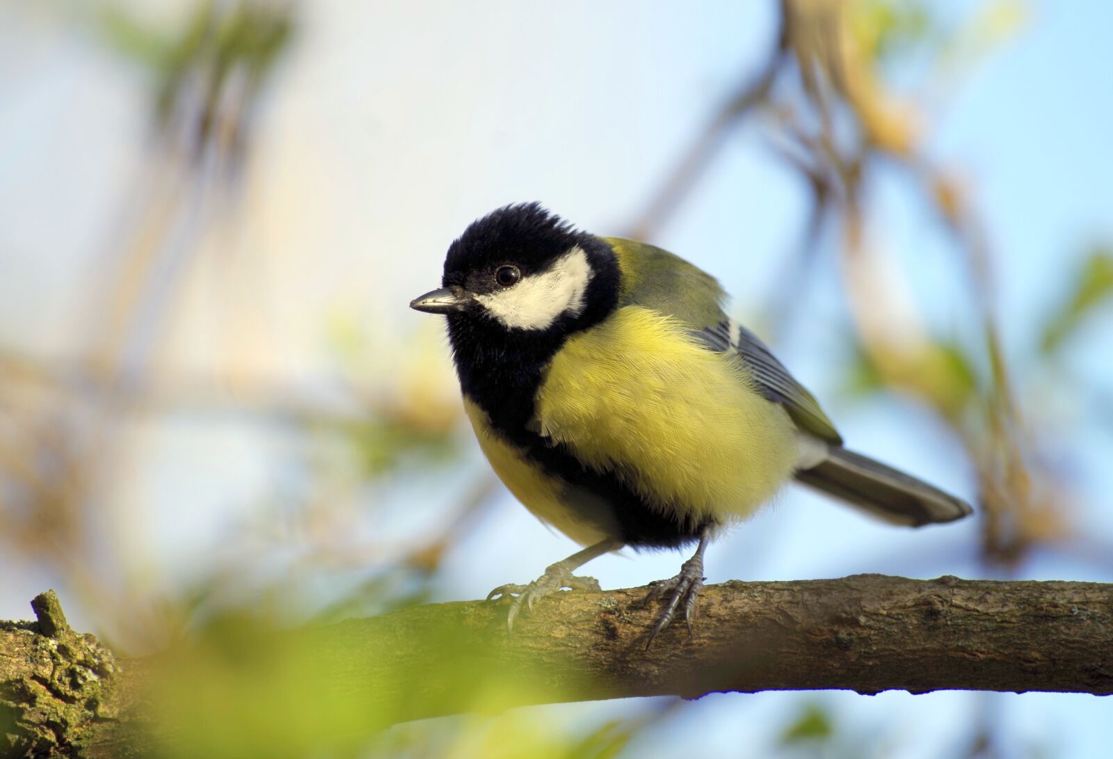 Pentax K-30 sample photo. Tit, bird, songbird photography