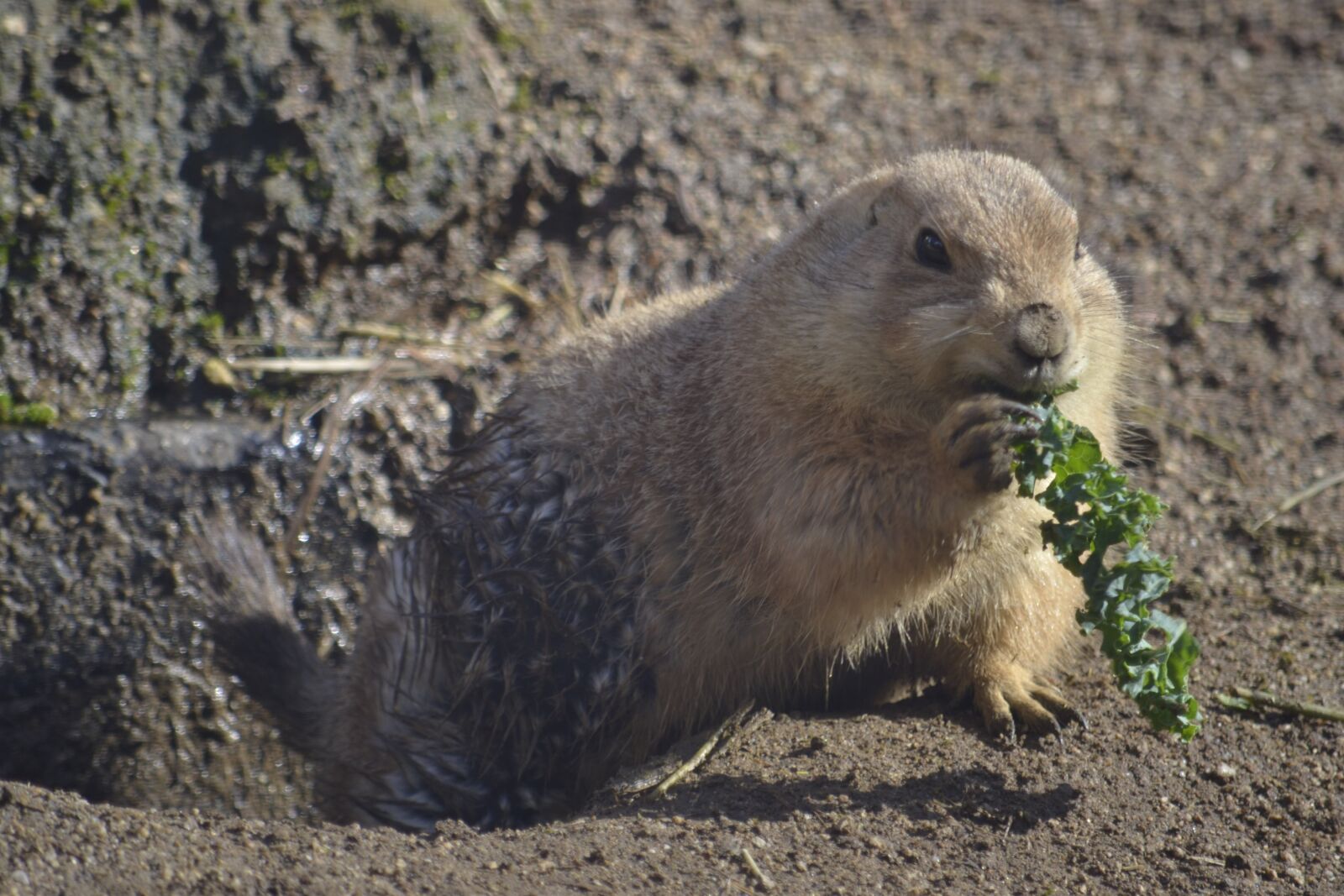 Nikon D3100 sample photo. Groundhog, prairiedog, zoo photography
