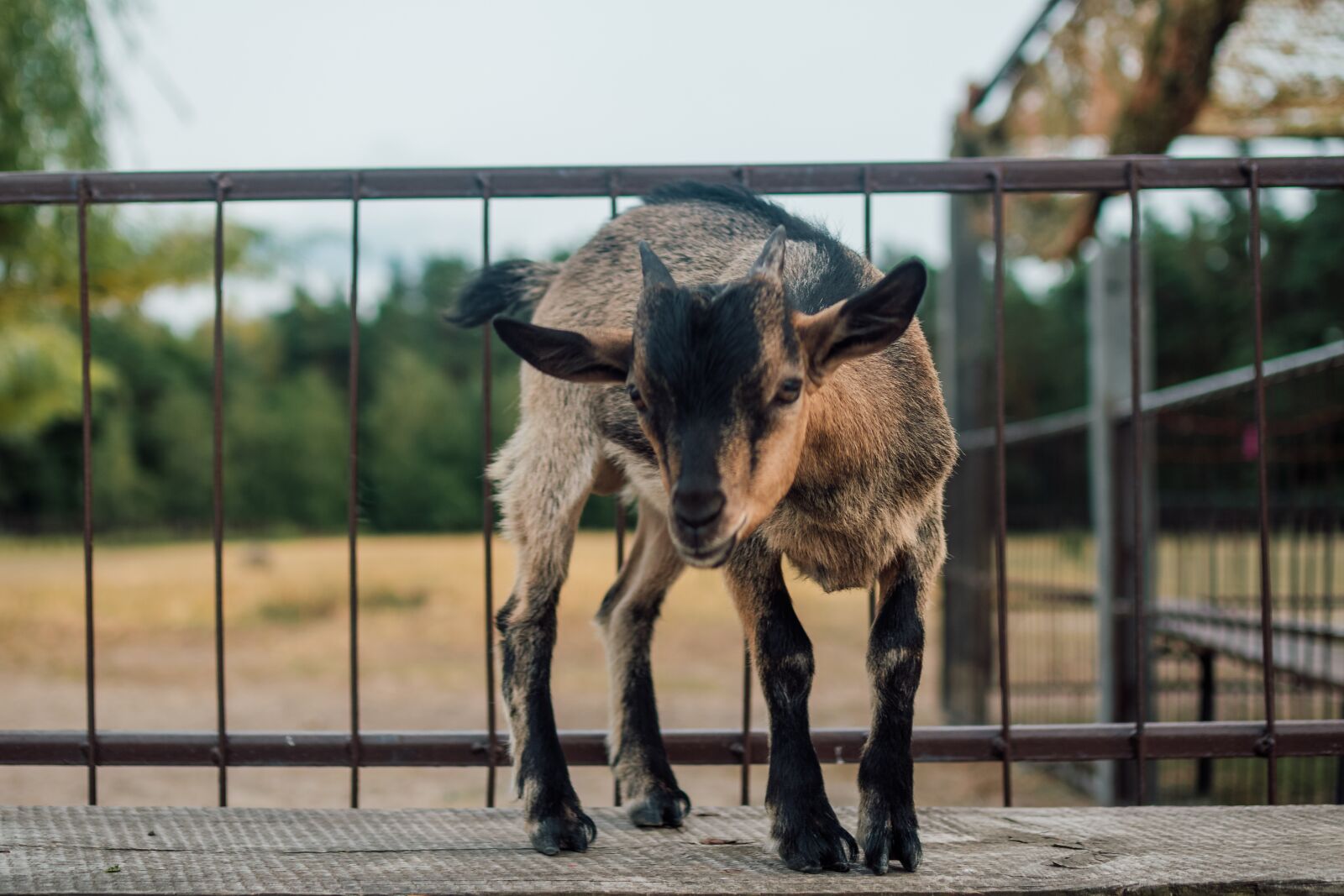 Nikon D500 sample photo. A young she-goat, goat photography