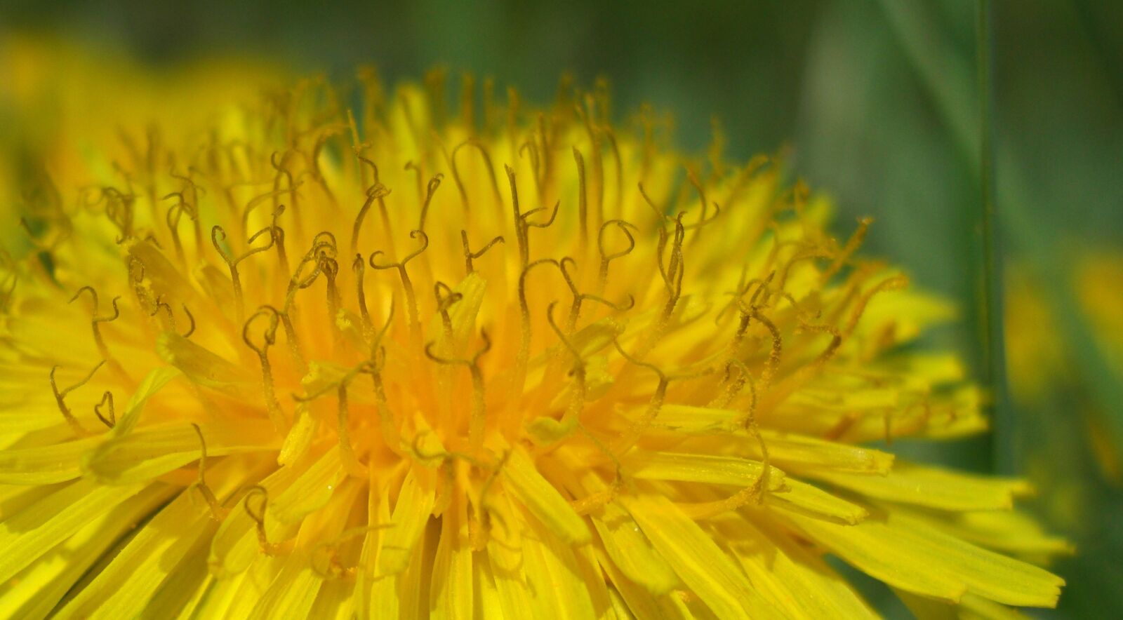 CASIO EX-Z1200 sample photo. Yellow, dandelion, blossom photography
