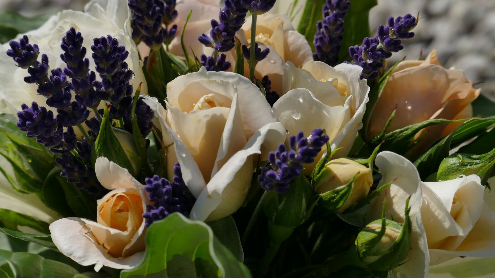 Leica V-Lux (Typ 114) sample photo. Roses, lavender, bouquet photography