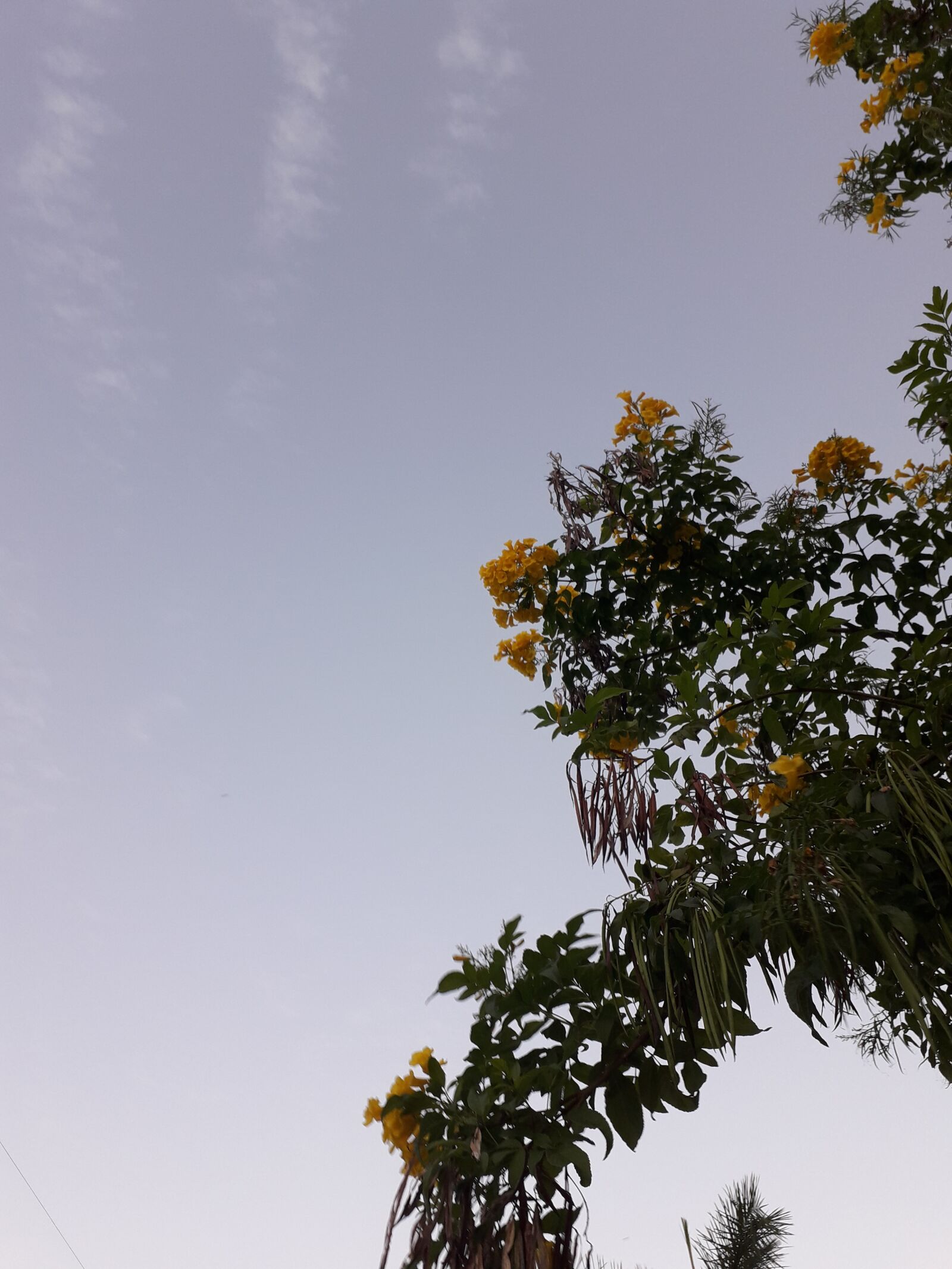 Samsung Galaxy J6 sample photo. Cielo, arbol, nubes photography