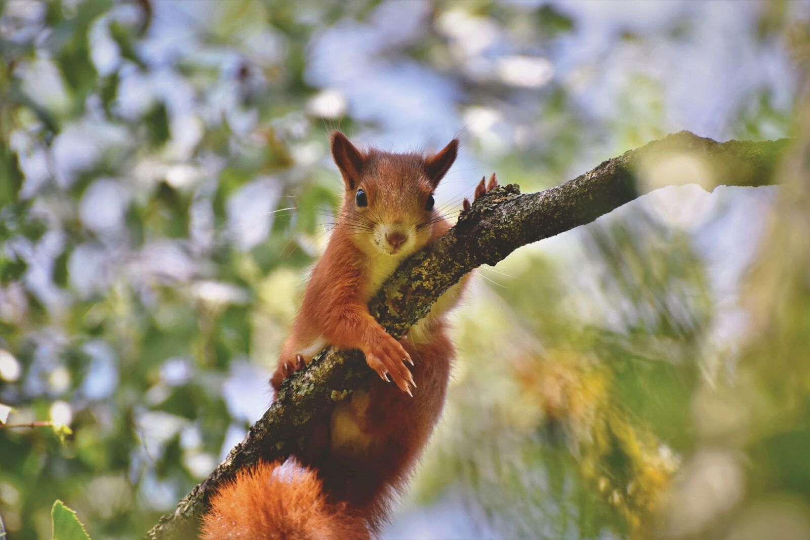 Nikon D7200 sample photo. Squirrel, verifiable kitten, rodent photography