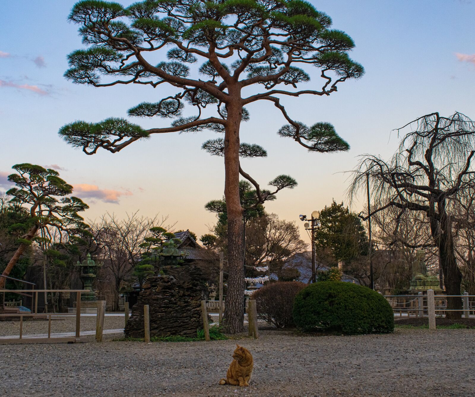 Nikon D3300 sample photo. Cats, temple, japanese photography