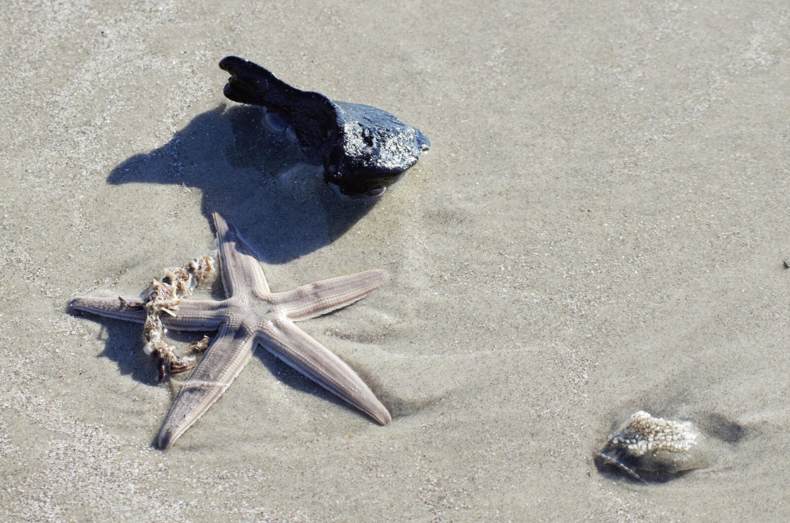 Nikon D3300 sample photo. Starfish, shells, beach photography