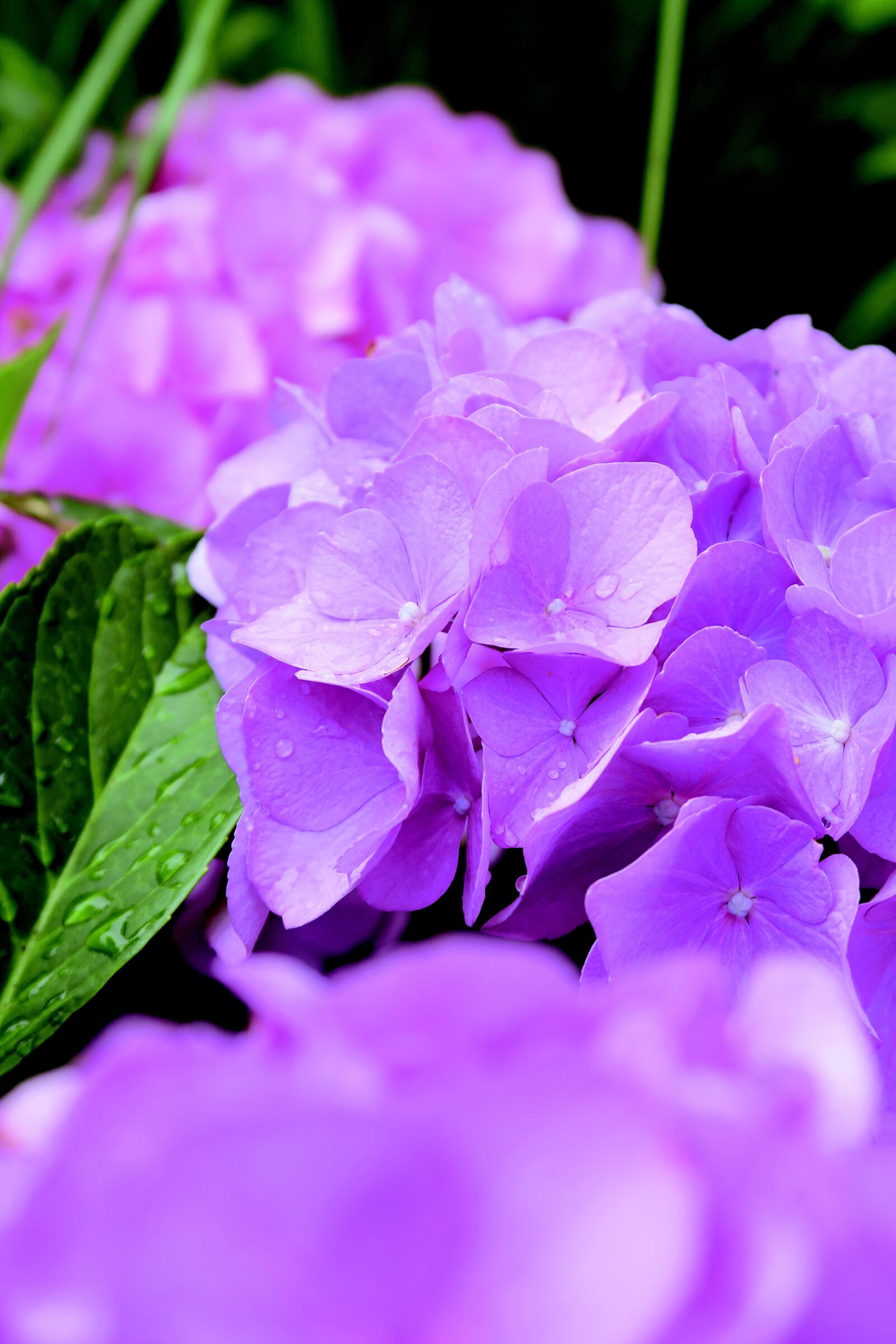 Canon PowerShot G7 X sample photo. Flower, bloem, hydrangea photography