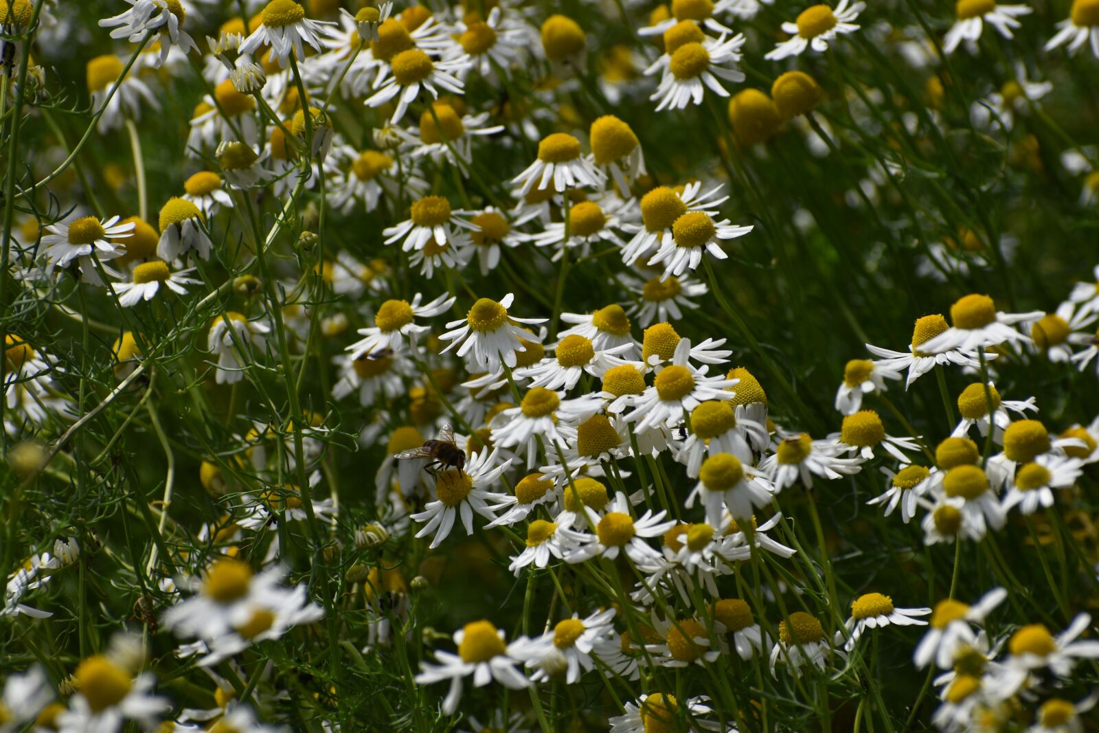 Nikon D3500 sample photo. Flowers, spring, flora photography