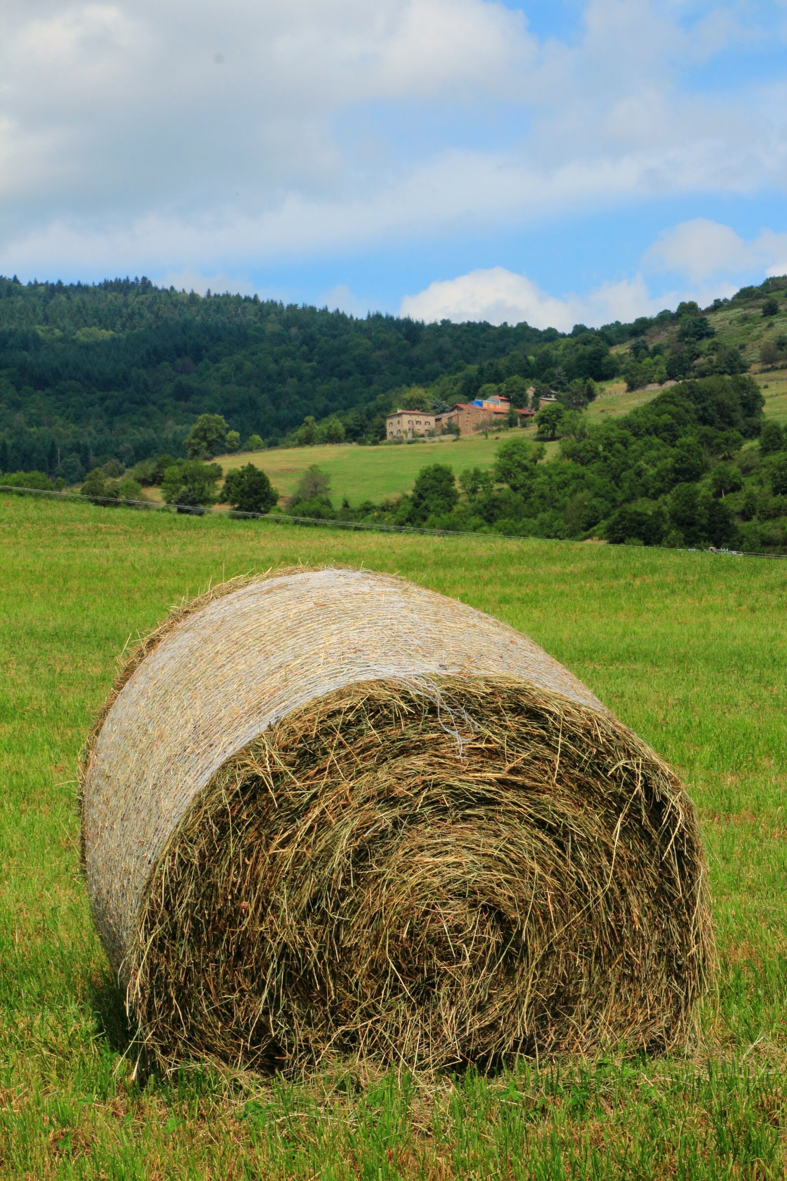 Canon EOS 600D (Rebel EOS T3i / EOS Kiss X5) sample photo. Nature, hay, pre photography