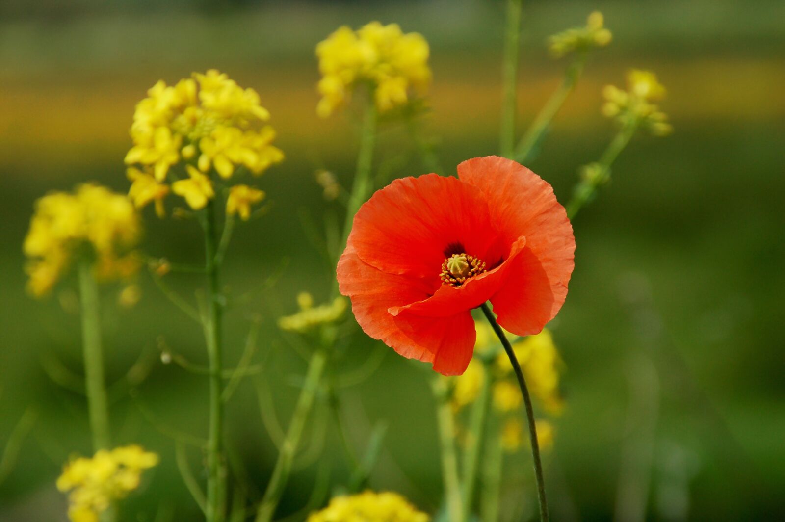 Nikon D50 sample photo. Poppy, wanted, flower photography