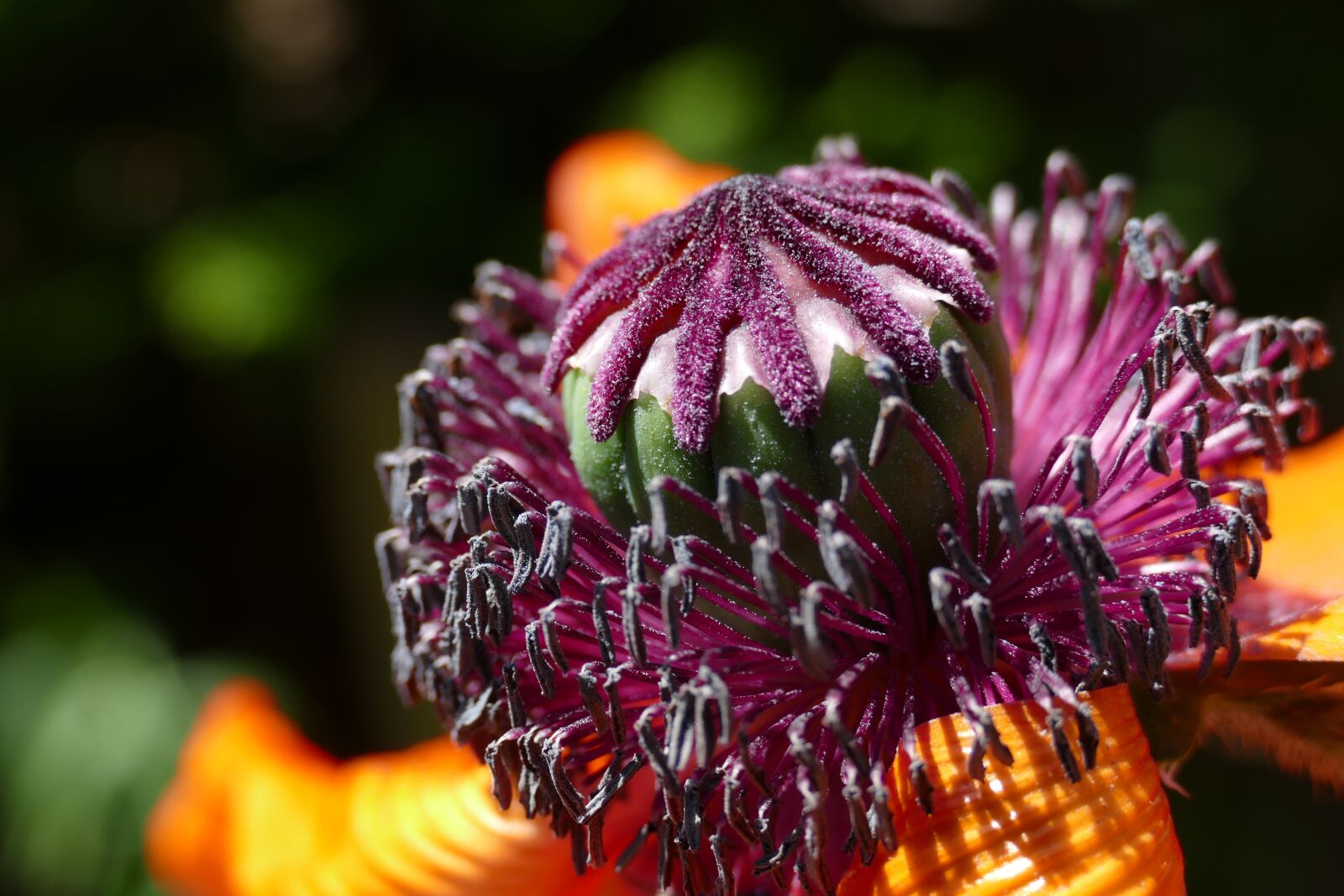 Panasonic Lumix DMC-FZ1000 sample photo. Poppy, papaver somniferum, opium photography