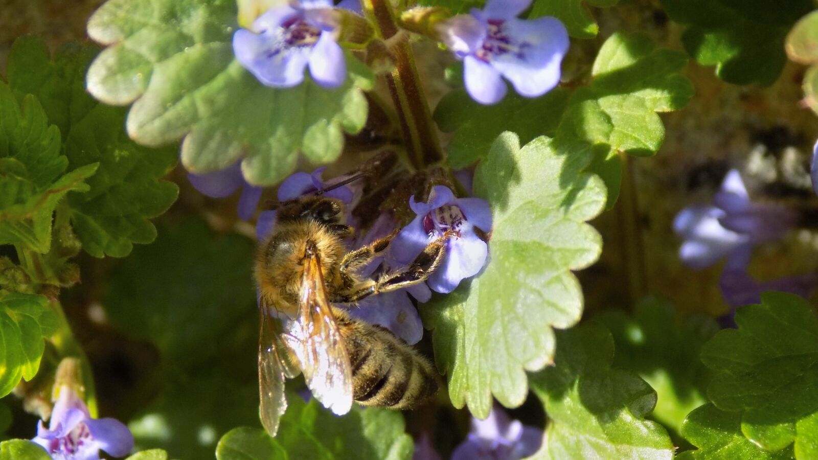 Nikon COOLPIX L330 sample photo. Bee, insect, pollen photography
