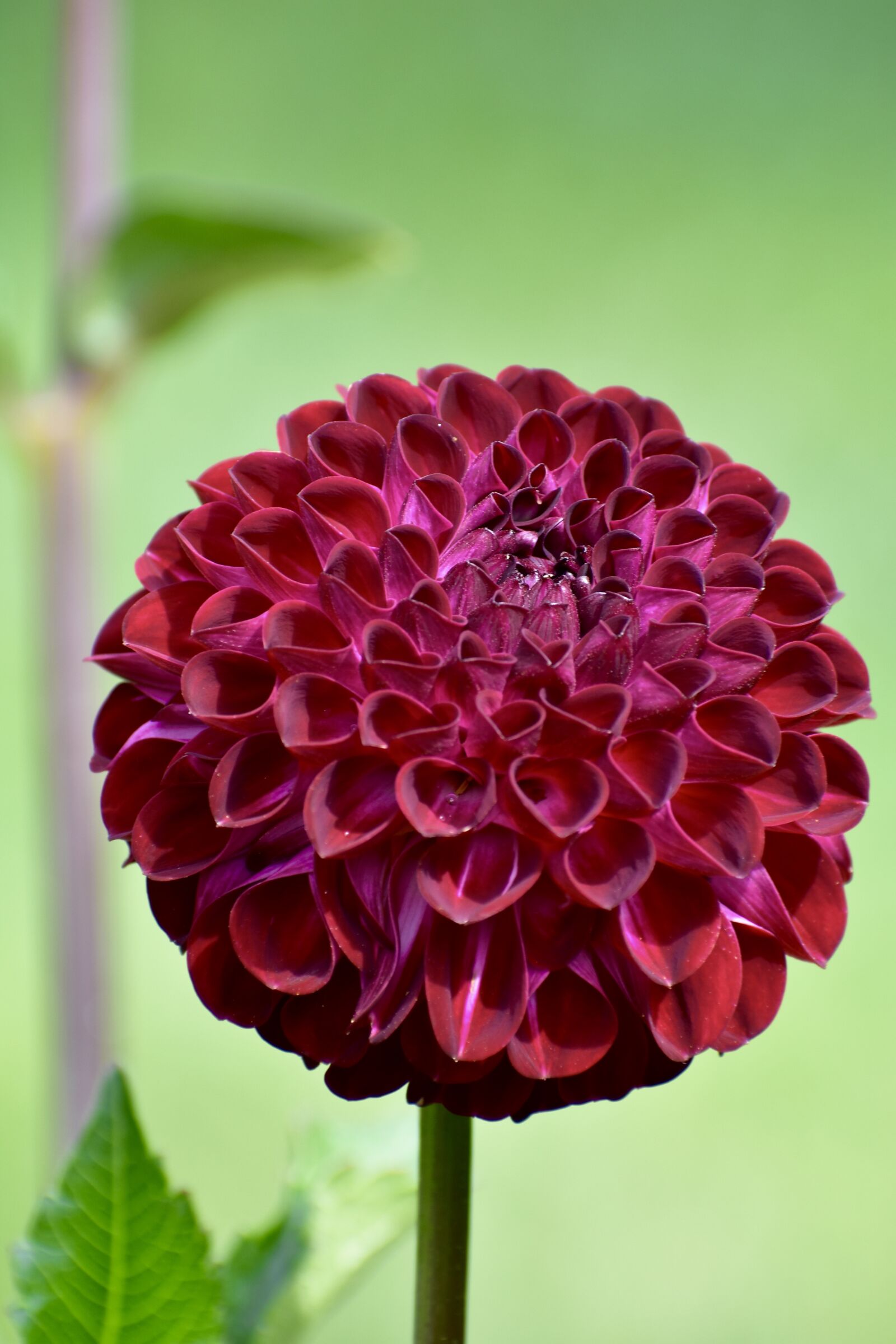 Nikon D3400 sample photo. Dahlia, flower, bloom photography
