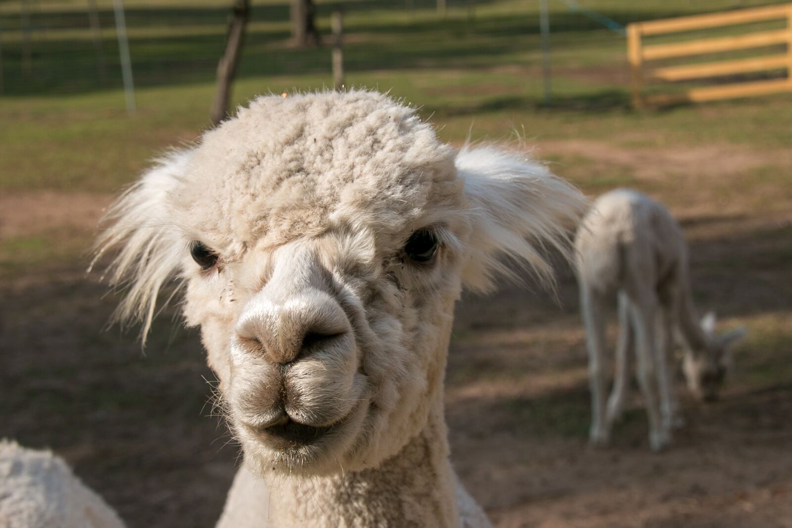 Canon EOS 70D sample photo. Alpaca, animal, head photography