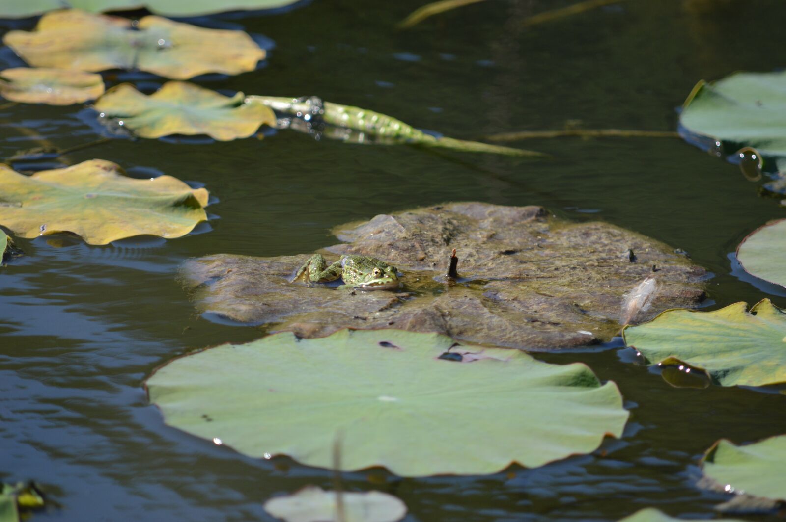 Nikon D3200 sample photo. Rana, pond, nature photography