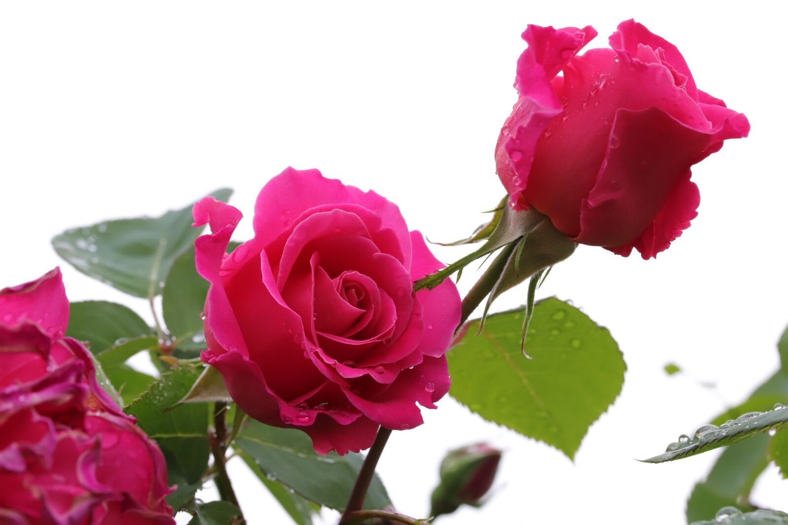 Canon EOS 6D Mark II sample photo. Rose, flowers, nature photography