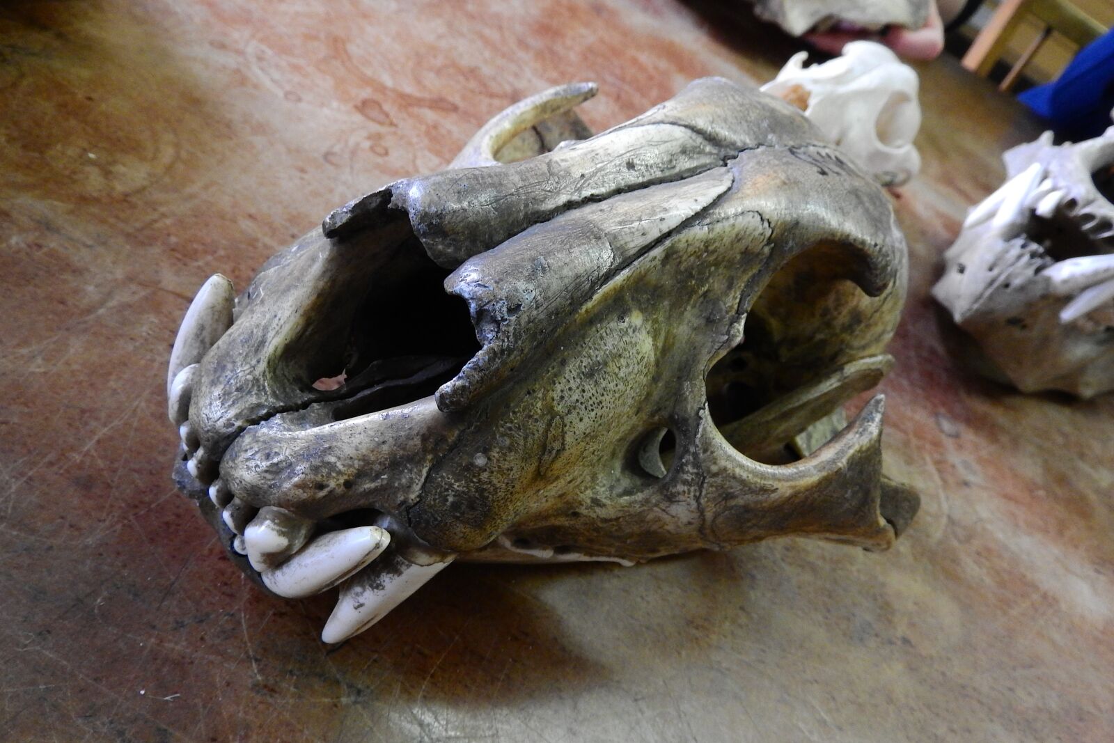 Nikon Coolpix P610 sample photo. Skull, skeleton, bone photography