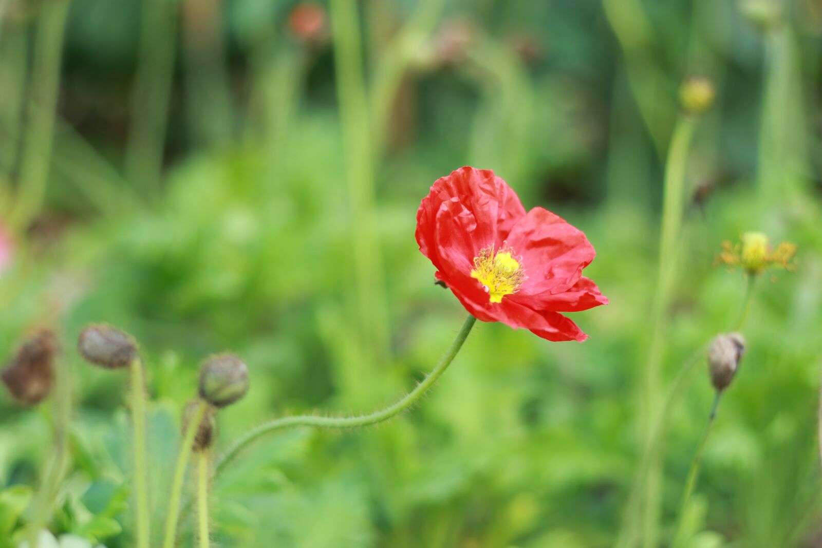 Canon EOS 7D Mark II sample photo. Nature, flower, plant photography