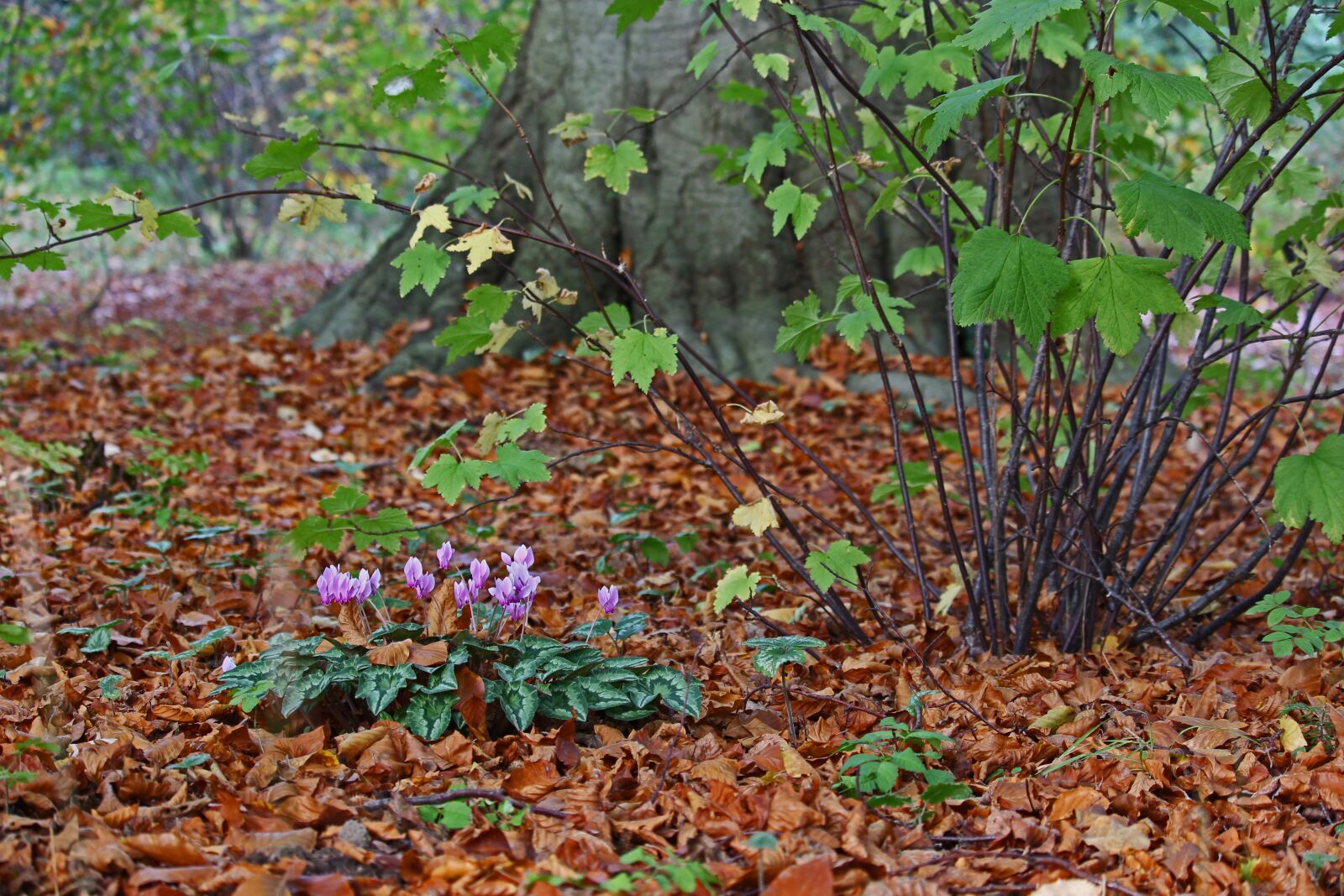 Canon EF-S 55-250mm F4-5.6 IS STM sample photo. Arboretum, cyclamen, violet photography