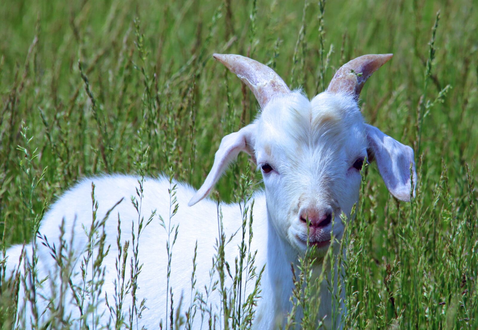 Canon EOS 70D sample photo. Goat, baby, cute photography
