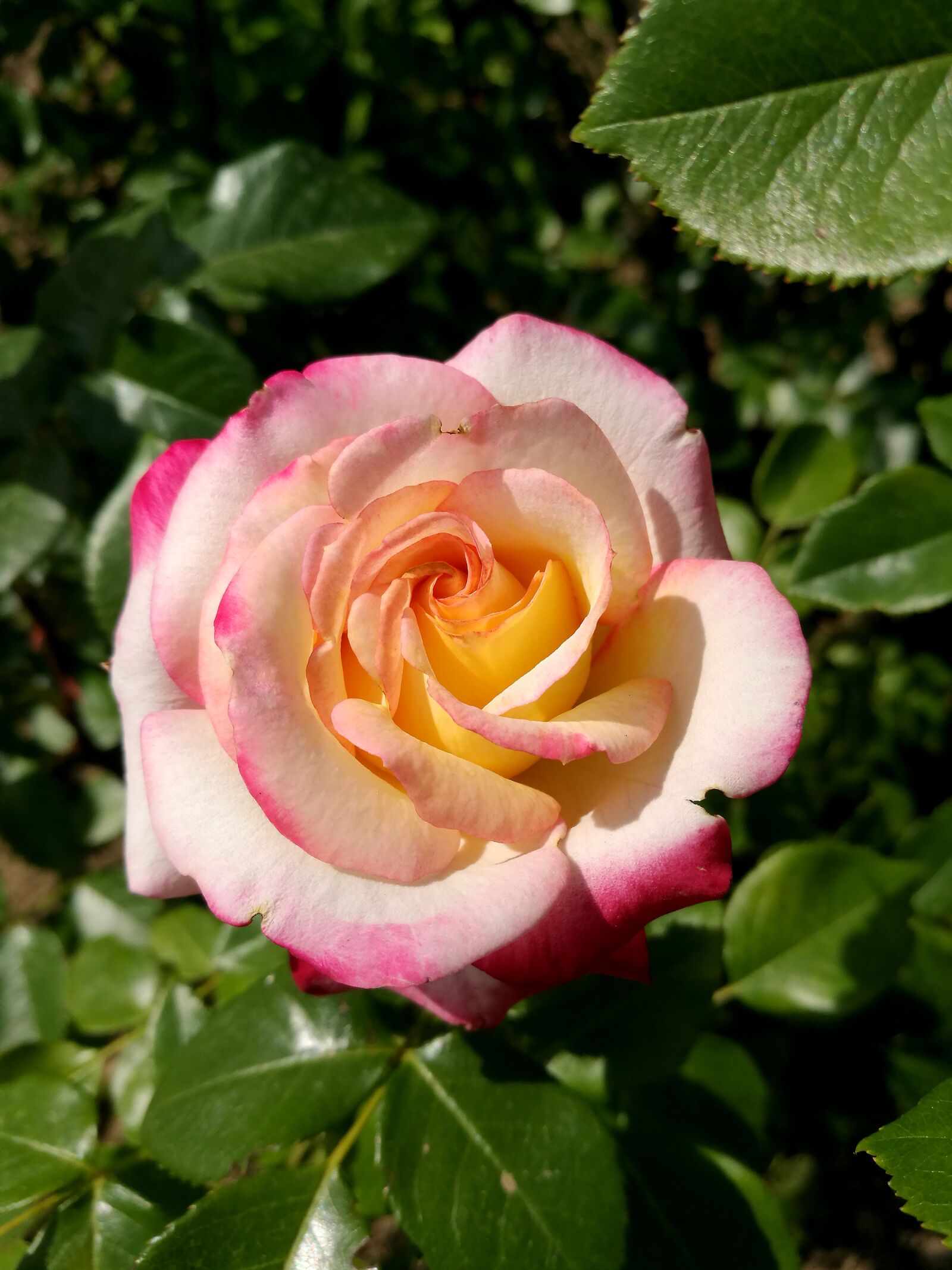 HUAWEI P9 sample photo. Summer, rose, flowers photography