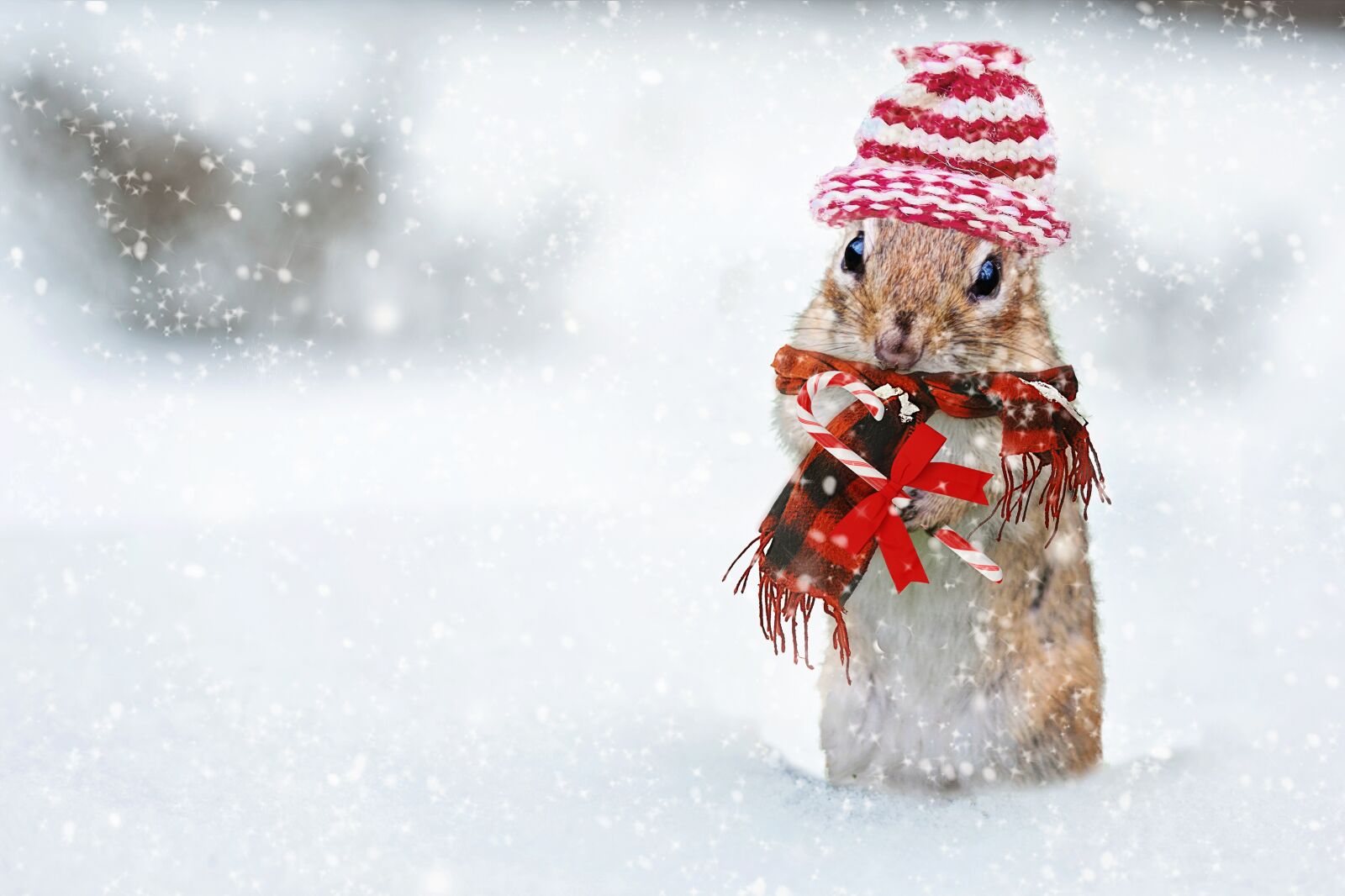 Canon EF 50mm F1.4 USM sample photo. Winter, chipmunk, knit hat photography