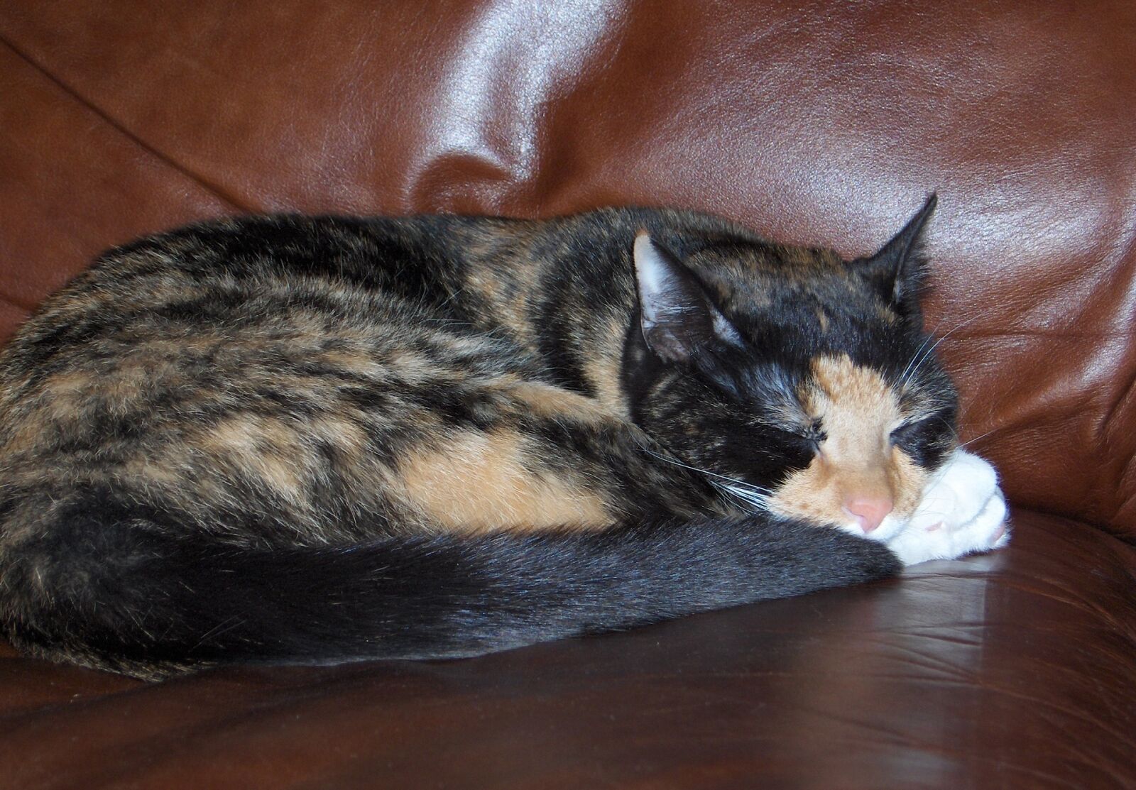 HP PHOTOSMART R707 (V01.00) sample photo. Tortoiseshell cat, sleeping, chair photography
