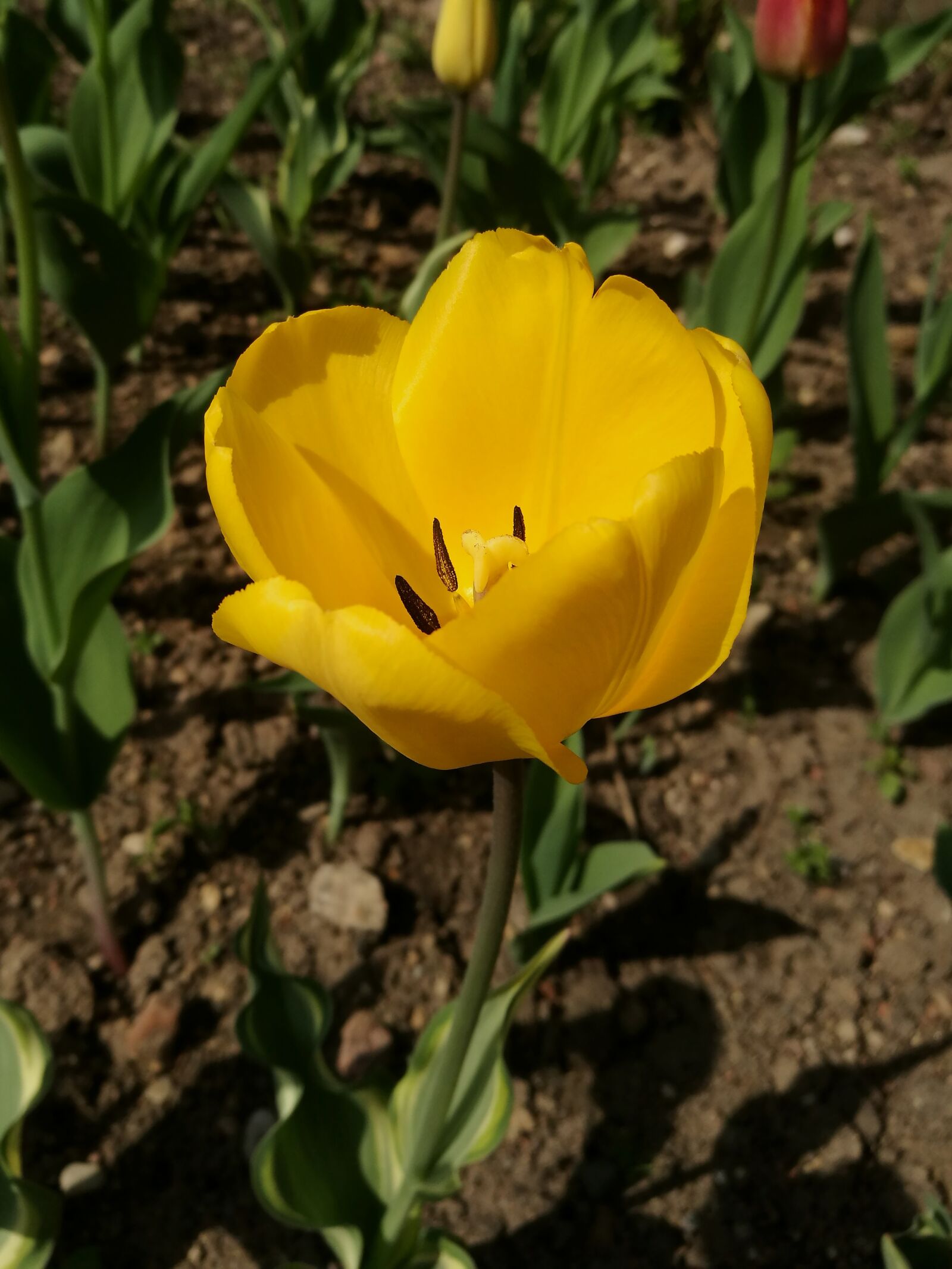 HUAWEI P9 sample photo. Tulip, spring, flowers photography