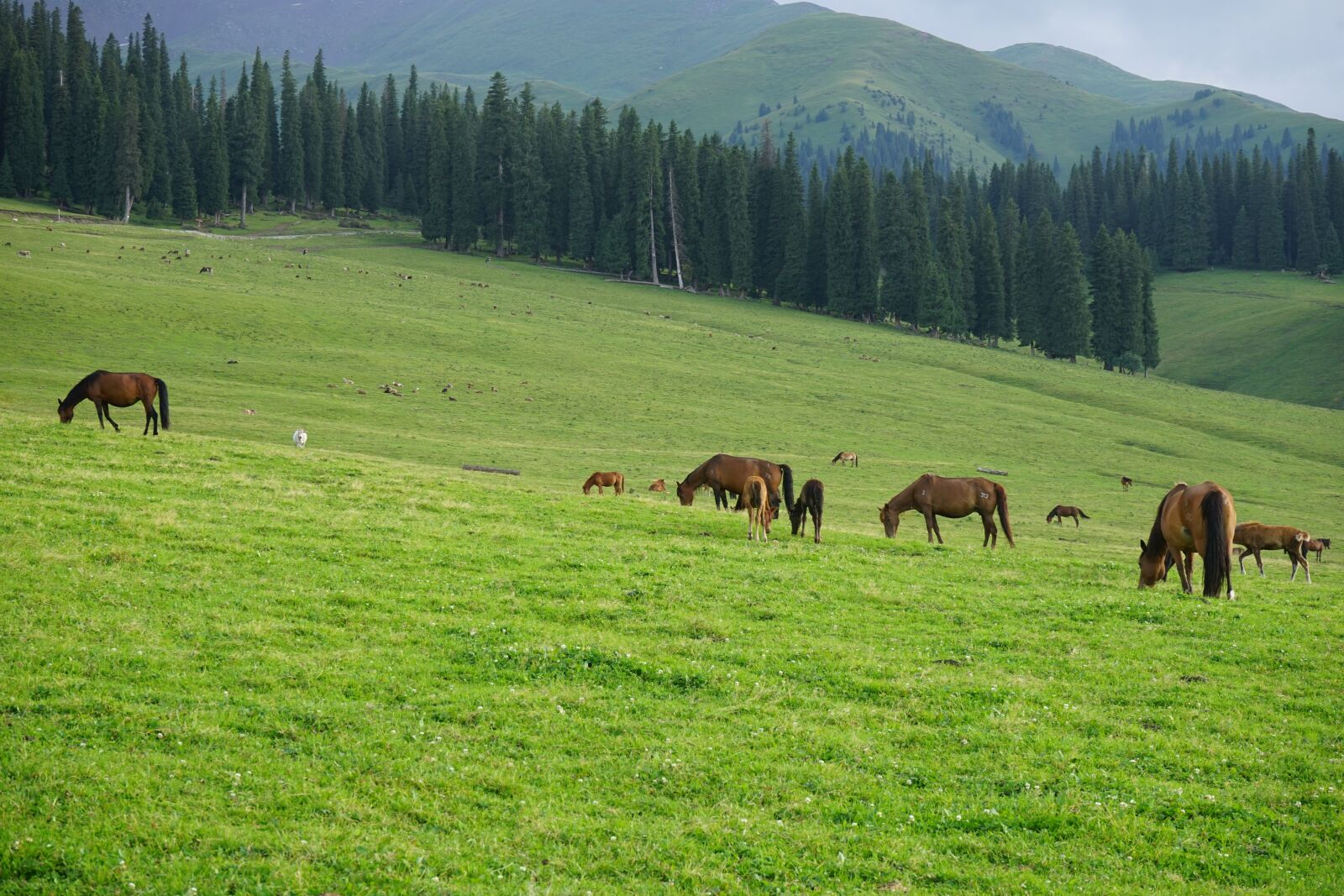 Sony a7 II + Sony FE 28-70mm F3.5-5.6 OSS sample photo. Horse, grassland, distant hills photography