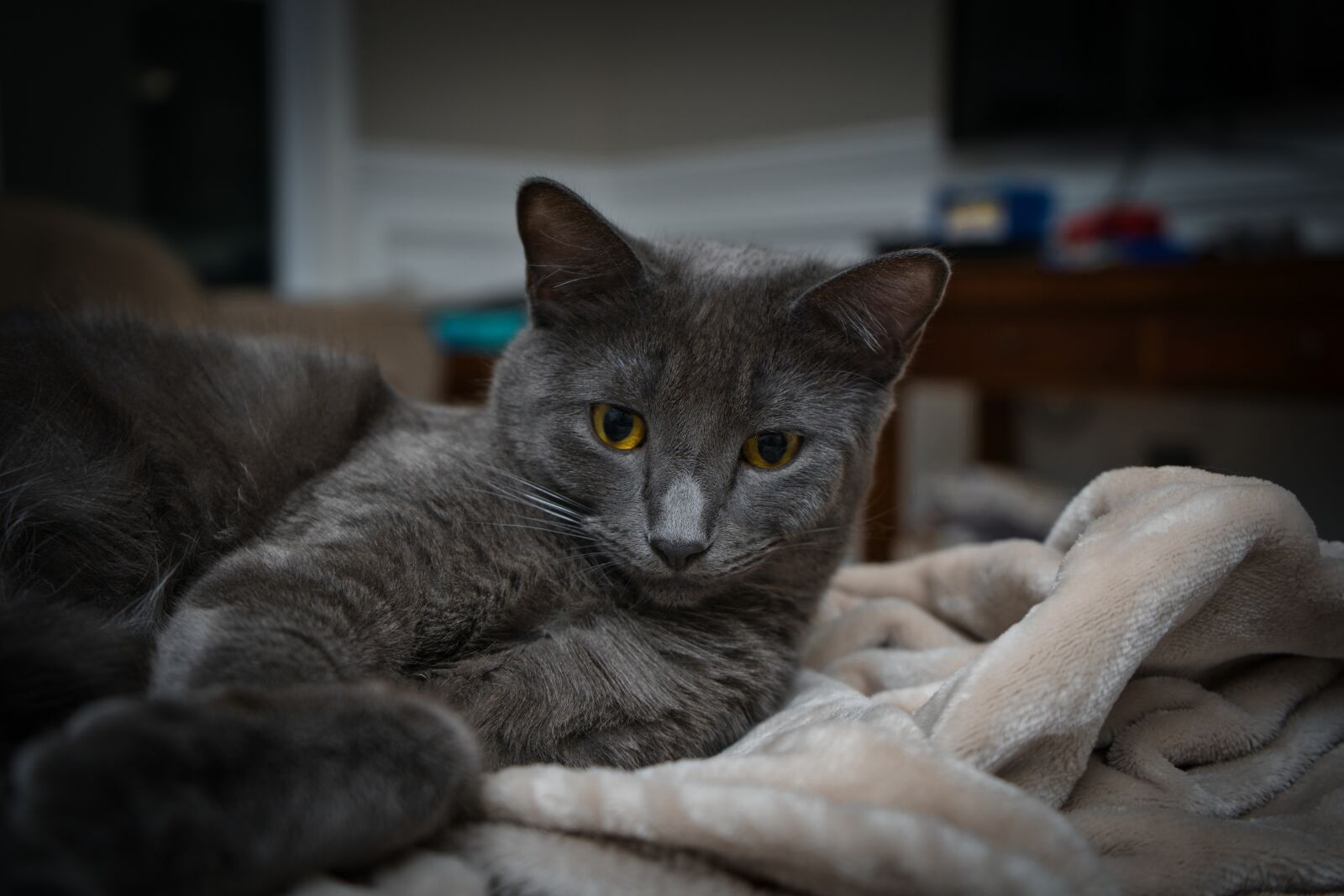 Sony a7 III sample photo. Grey, kitten, cat photography