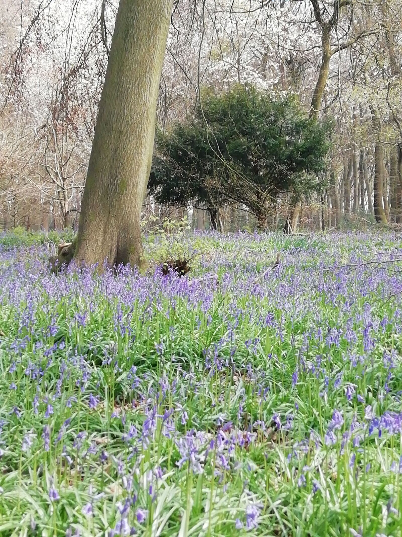 HUAWEI FIG-LX1 sample photo. Bluebells, beech trees, england photography