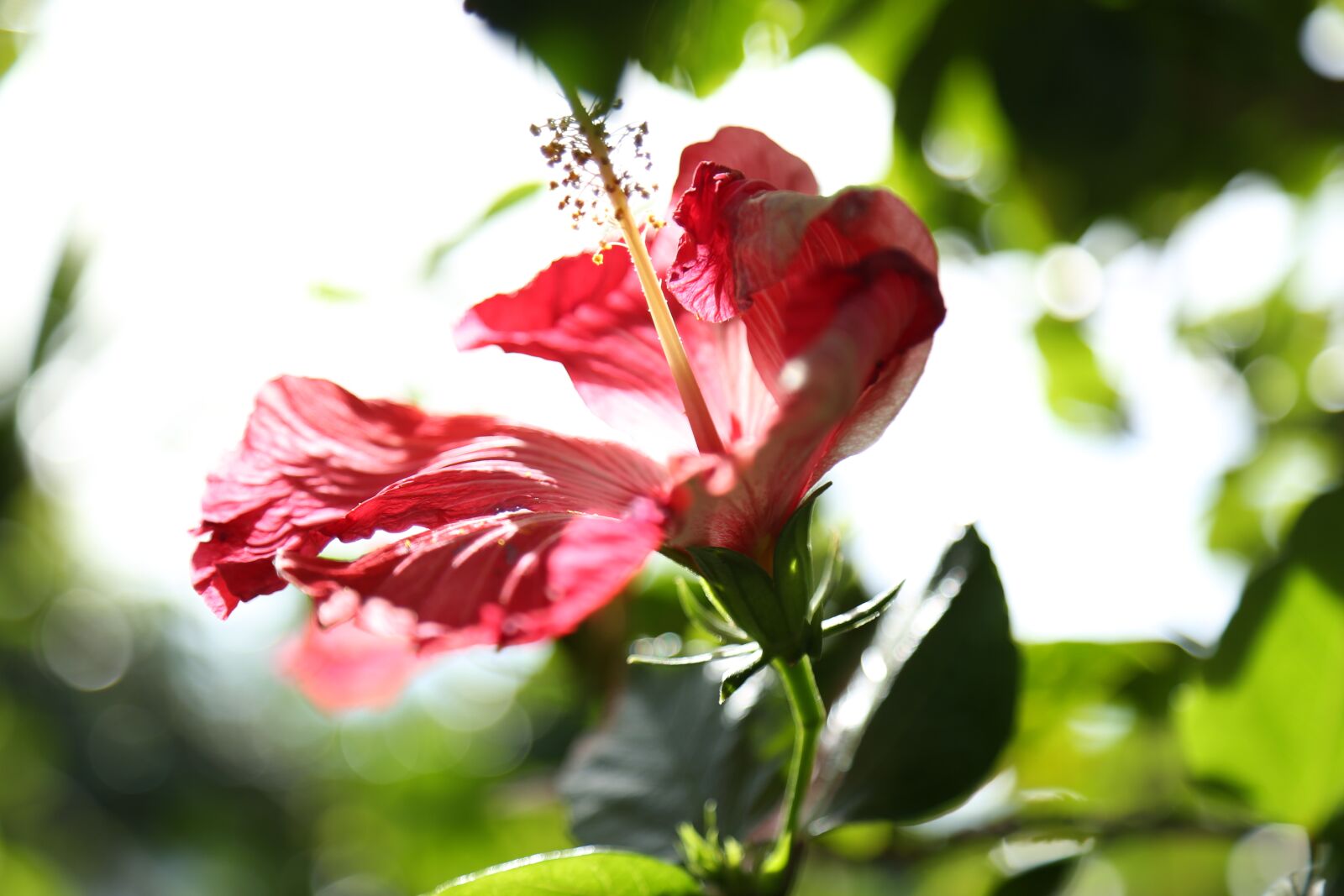 Canon EOS 5D Mark III + Canon EF 24-105mm F4L IS USM sample photo. Flor, sol, natureza photography