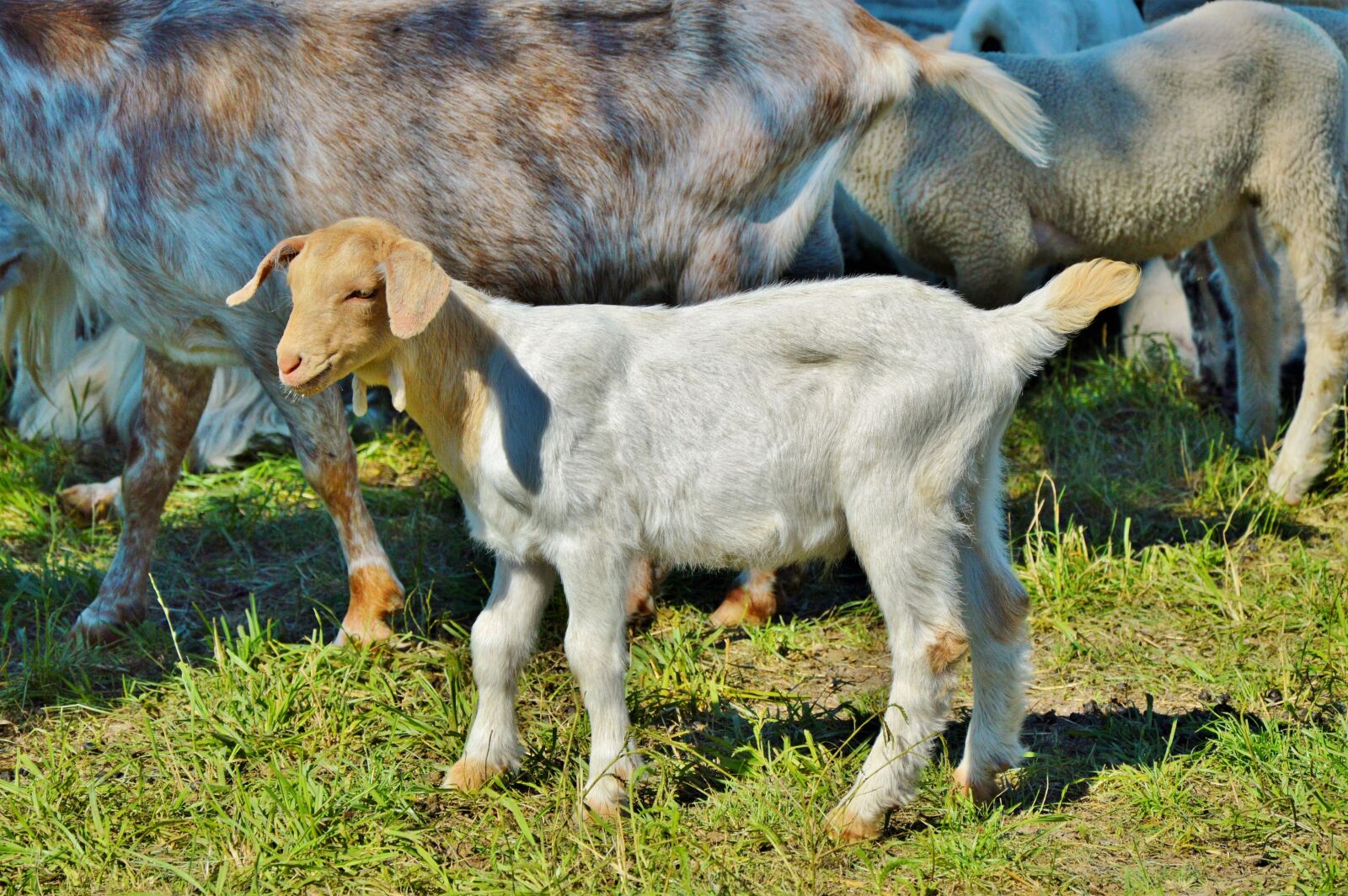 Nikon D3200 sample photo. Goat, prima donna, geiss photography