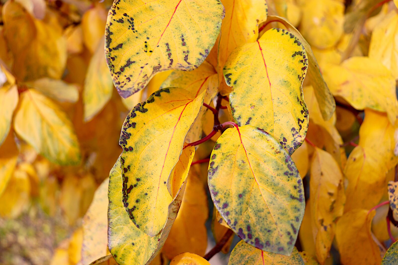 Canon EOS 800D (EOS Rebel T7i / EOS Kiss X9i) sample photo. Autumn leaves, the colour photography
