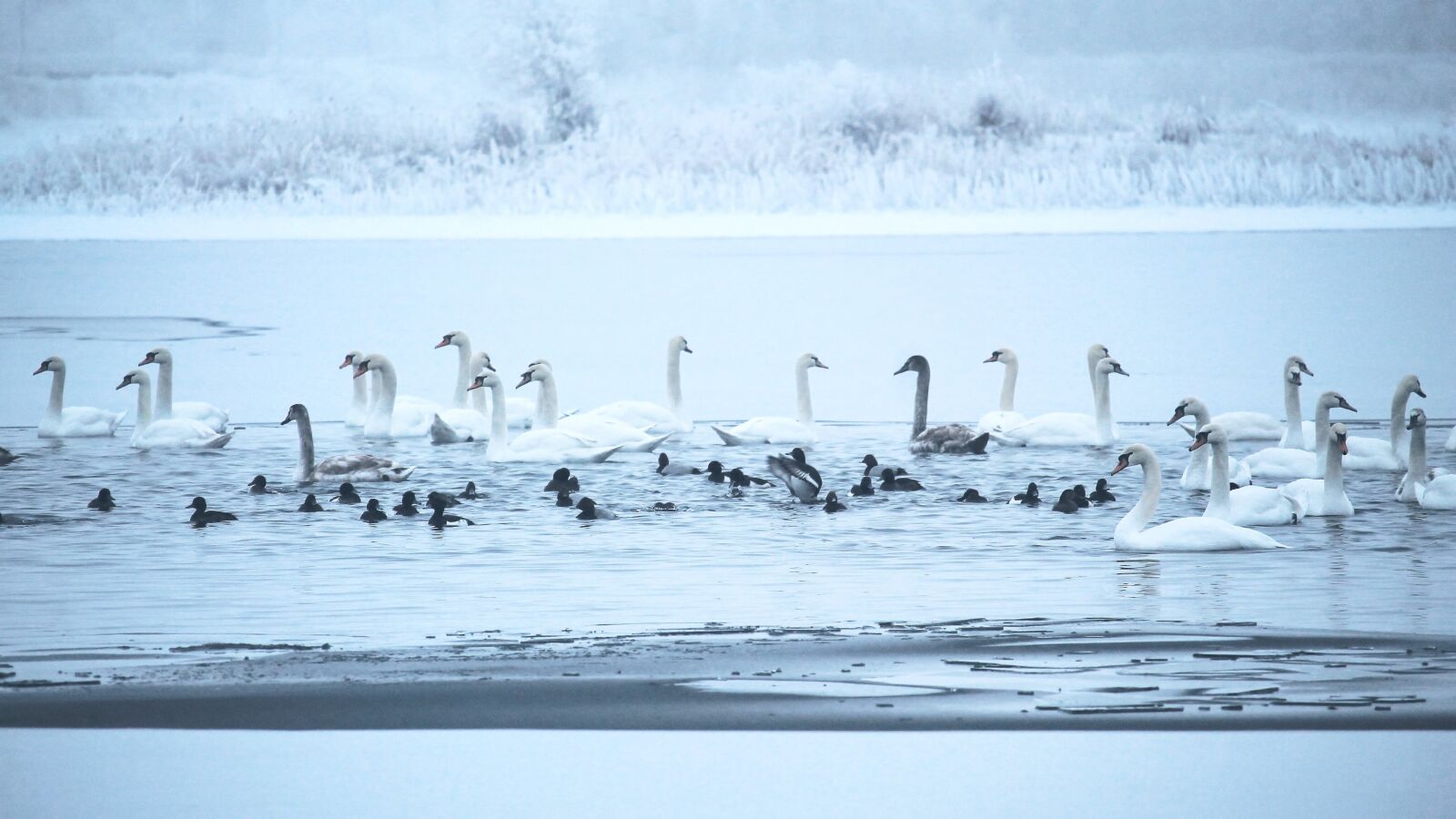 Canon EOS 1100D (EOS Rebel T3 / EOS Kiss X50) + Canon EF-S 55-250mm F4-5.6 IS STM sample photo. Swans, winter, lake photography