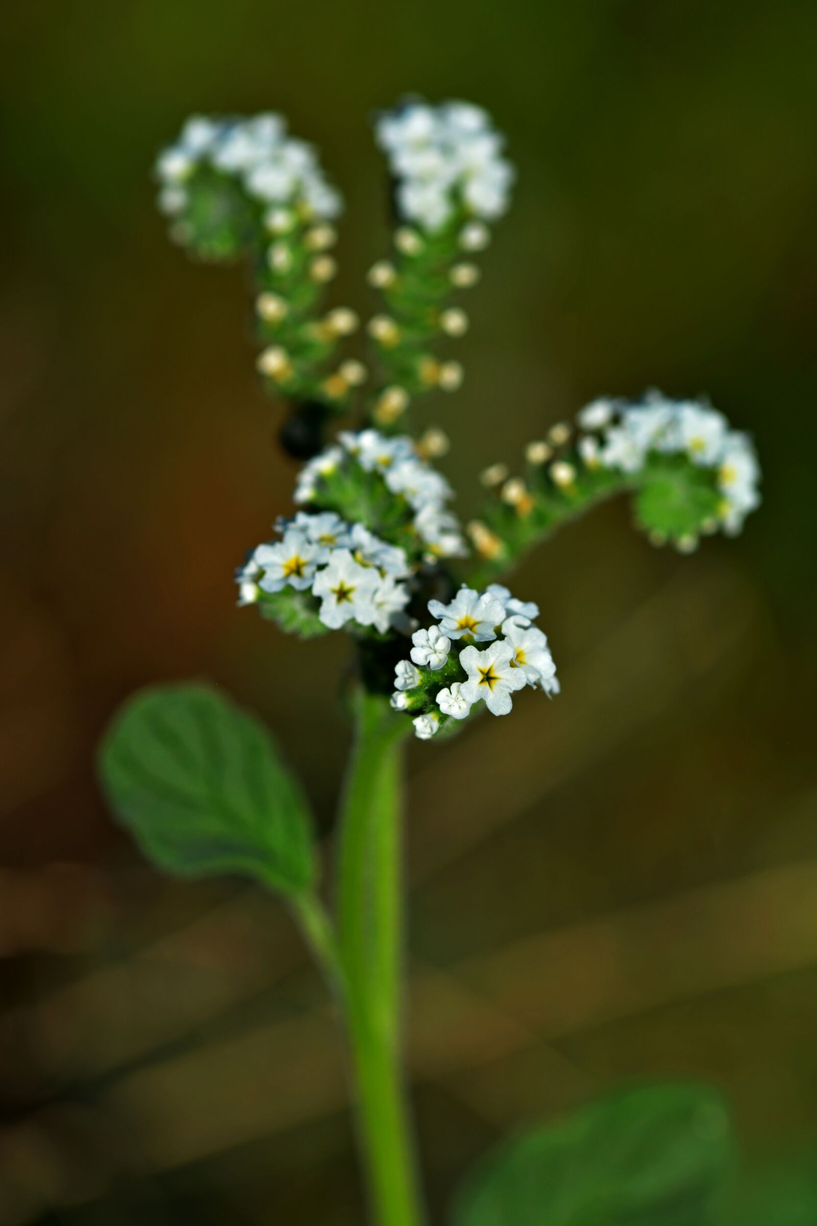 Nikon D5200 sample photo. Wild flower, wild flowers photography