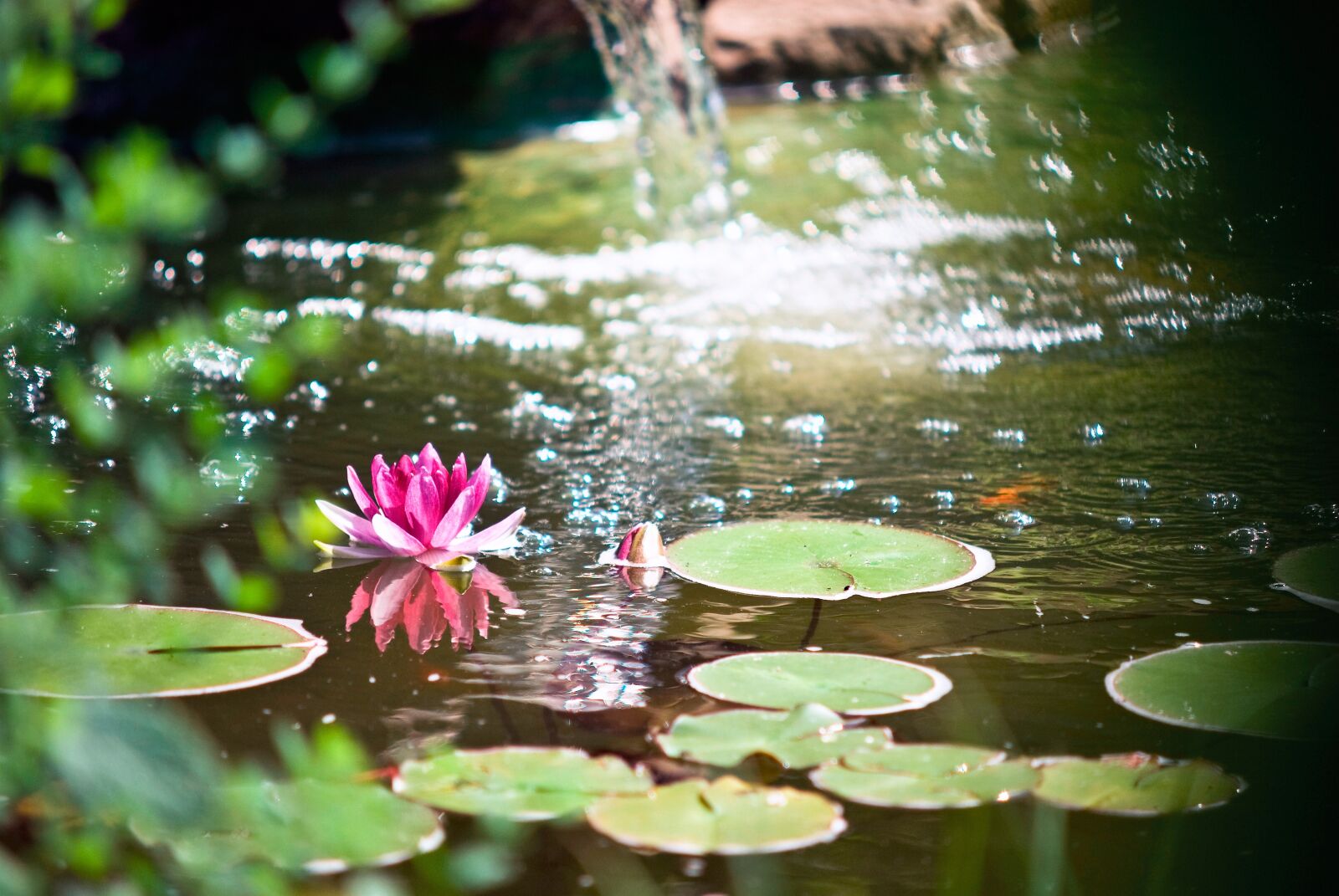 Nikon D200 sample photo. Pond, summer, nature photography