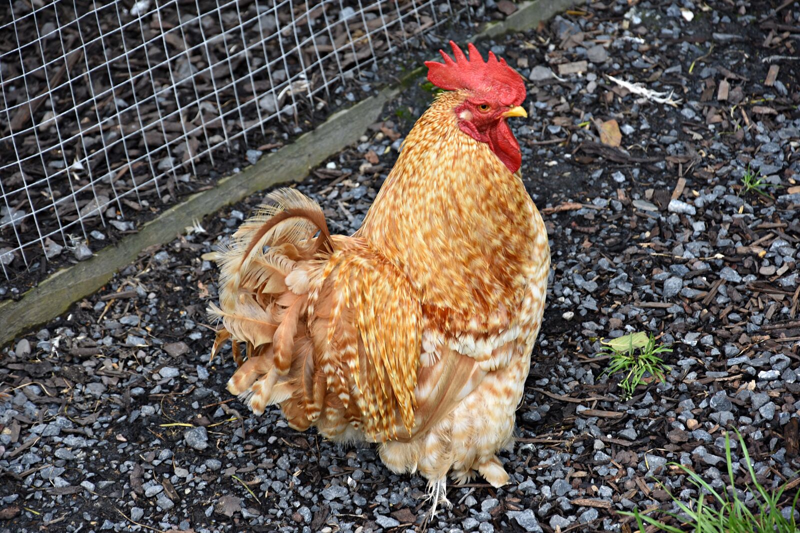 Nikon D3400 sample photo. Hahn, male fowl, bird photography