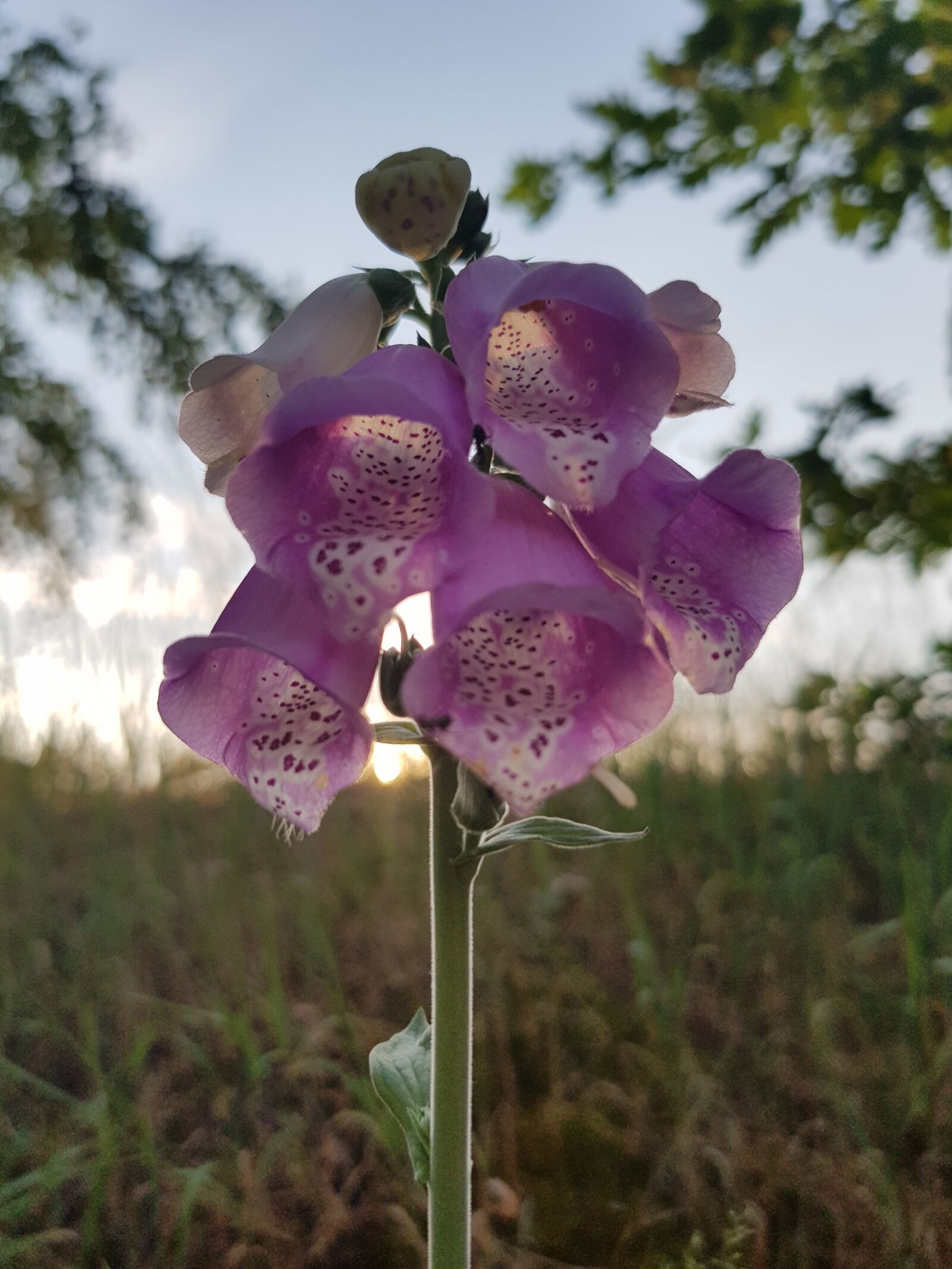 Samsung Galaxy S8 sample photo. Lupine, flower, plant photography