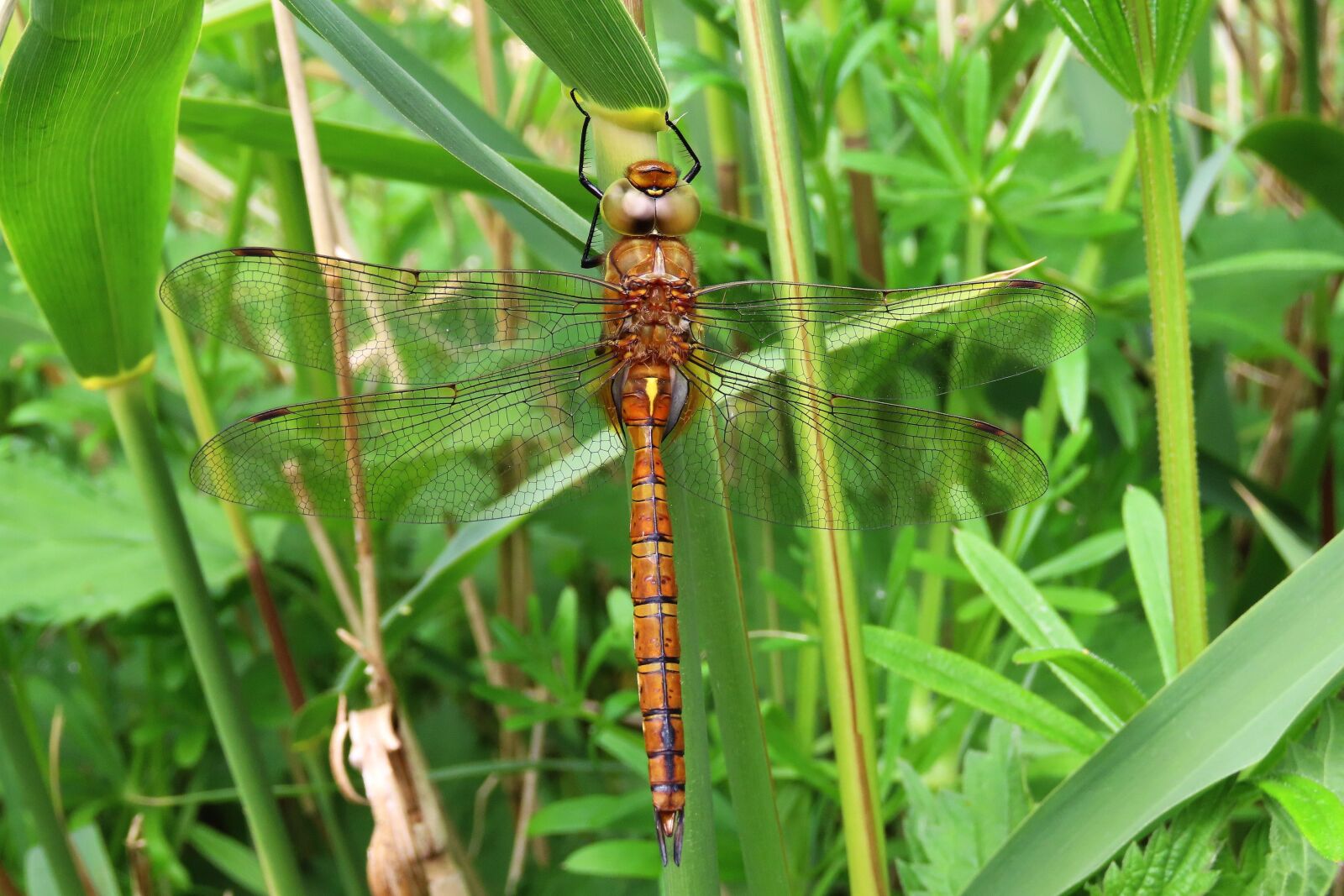 Canon PowerShot SX70 HS sample photo. Dragonfly, nature, green-eyed hawker photography