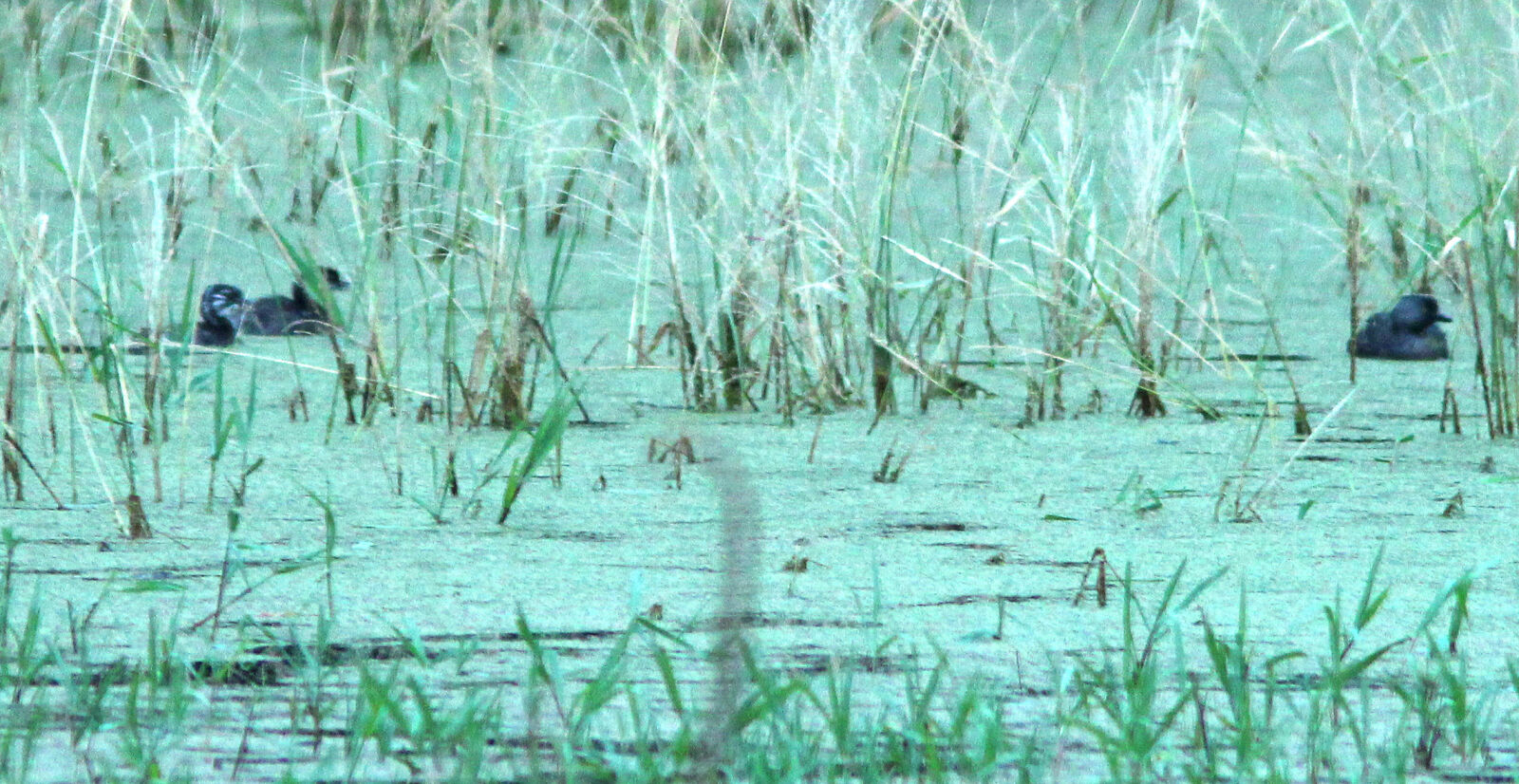 Canon EF 300mm F4L IS USM sample photo