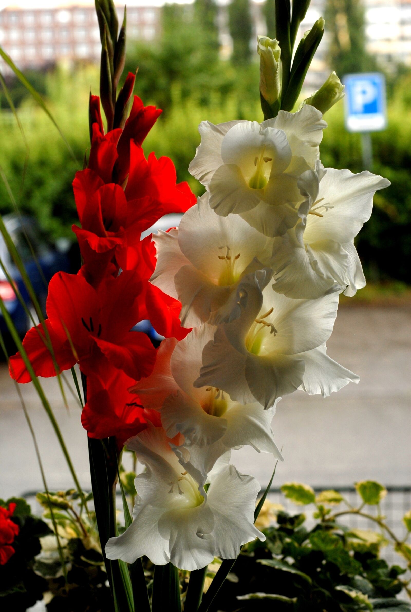 Nikon D200 sample photo. Window, flowers, gladiolus photography