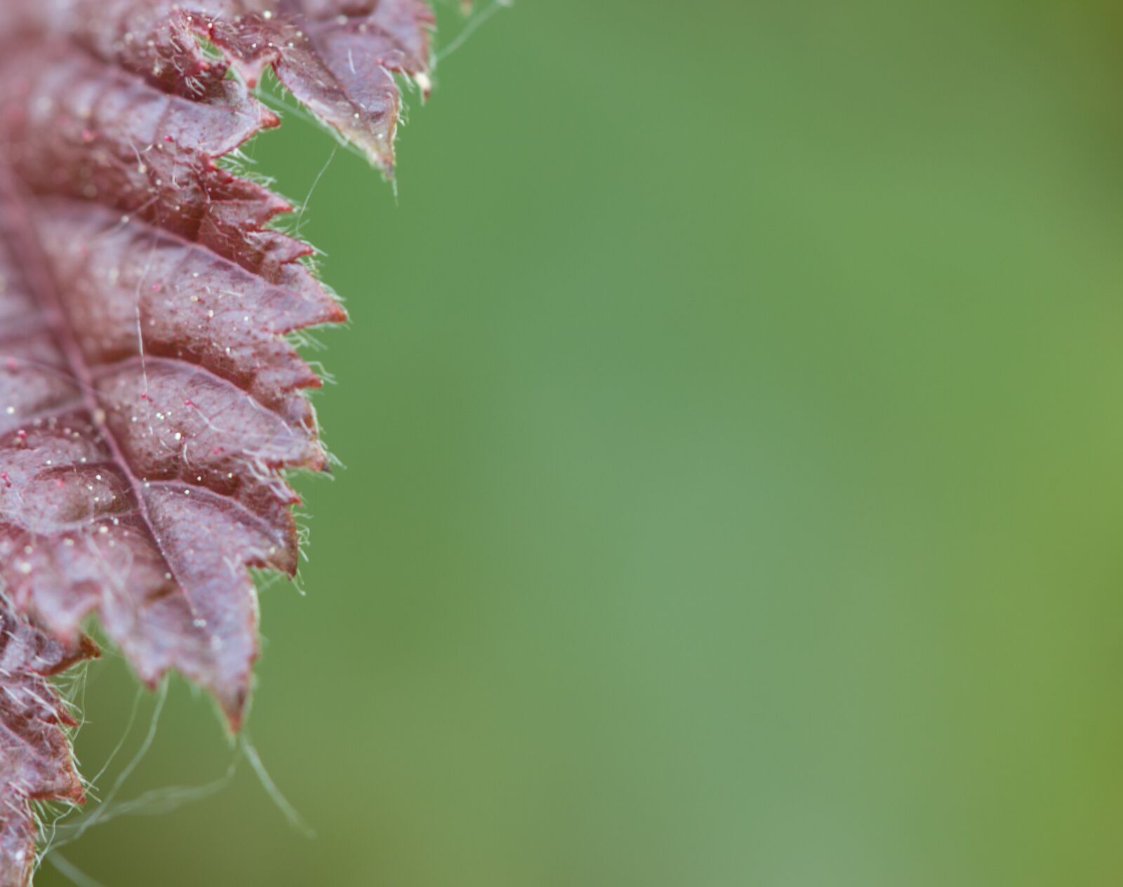 Canon EF-S 60mm F2.8 Macro USM sample photo. Foliage, burgundy, green photography