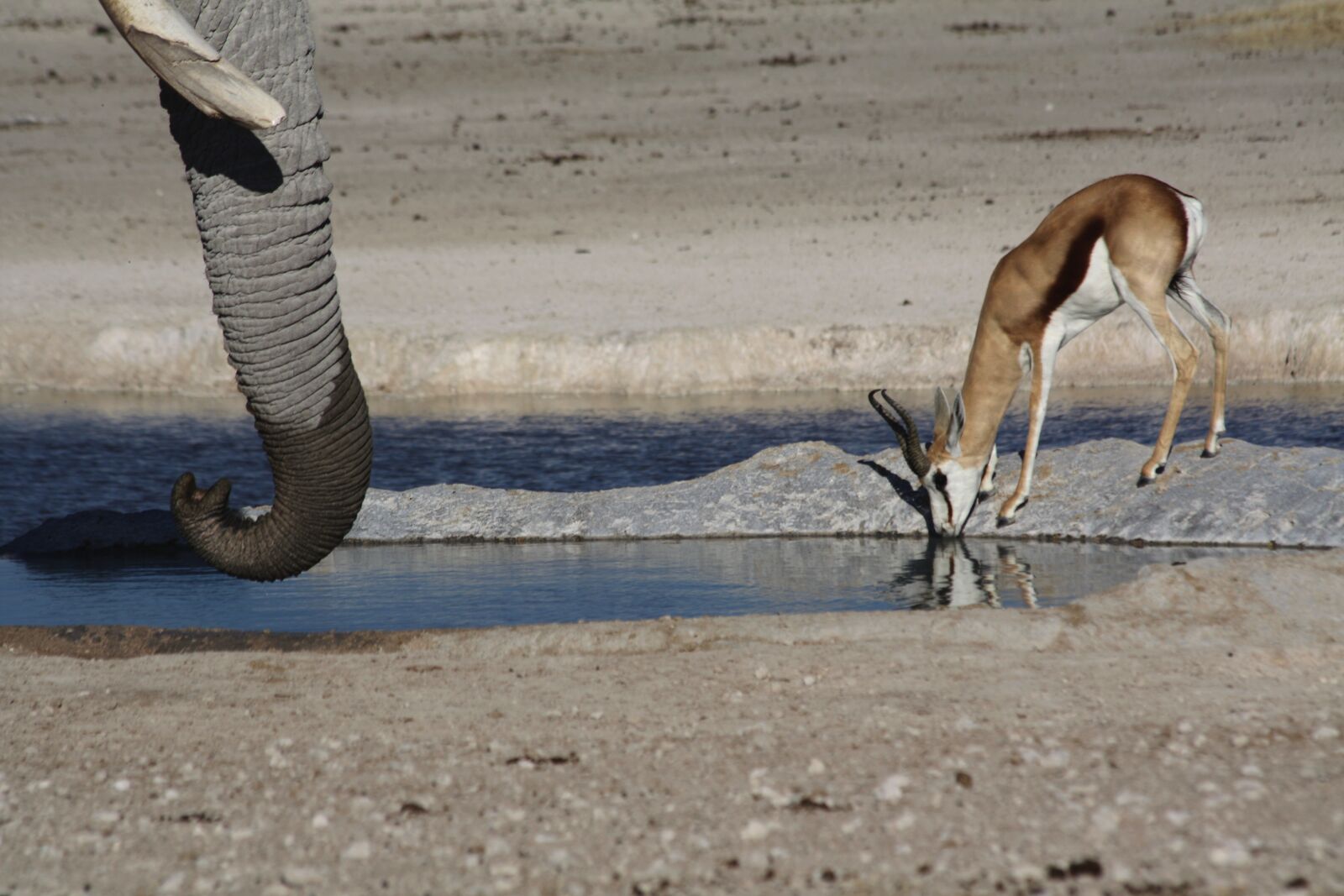 Canon EOS 450D (EOS Rebel XSi / EOS Kiss X2) sample photo. Animals, elephant, antelope photography