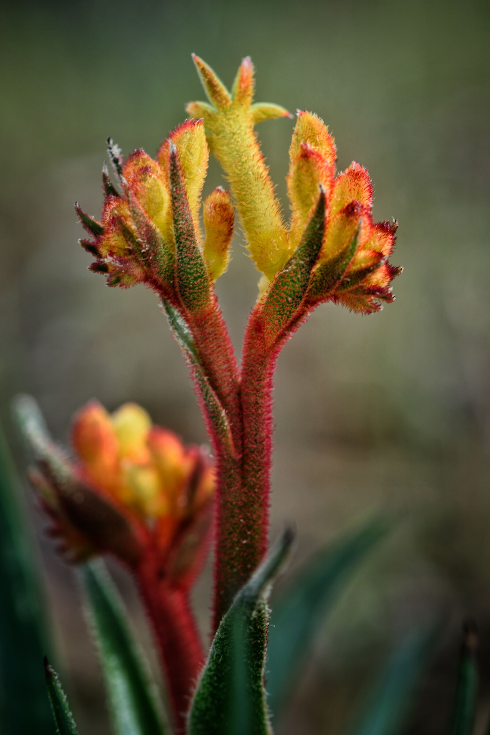 Nikon D3300 sample photo. Flower, bloom, blossom photography