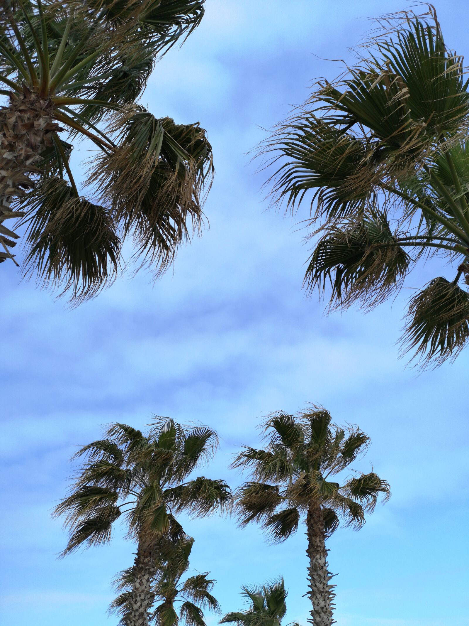 HUAWEI CLT-L09 sample photo. Palm, tree, green photography